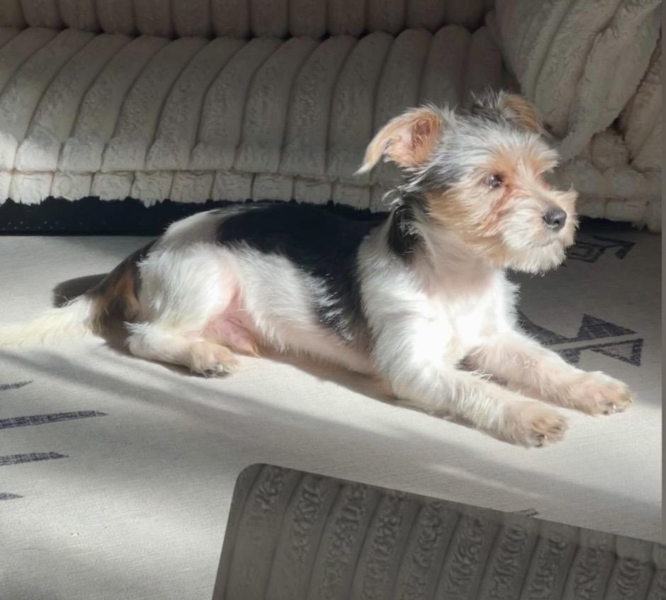 Enlarge Gus, a ADOPTABLE mixed breed in Commerce City, CO image 3/6