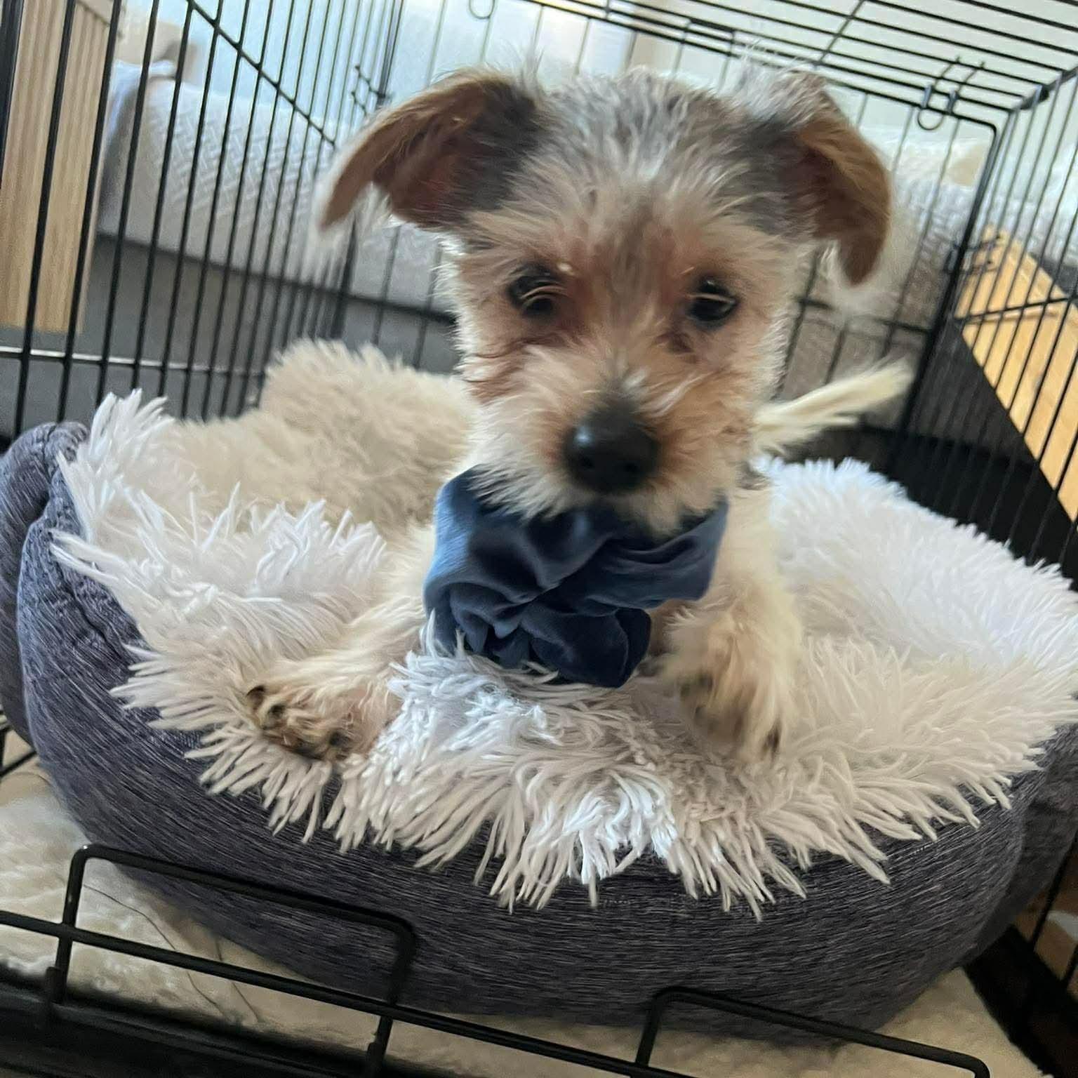 Enlarge Gus, a ADOPTABLE mixed breed in Commerce City, CO image 2/6