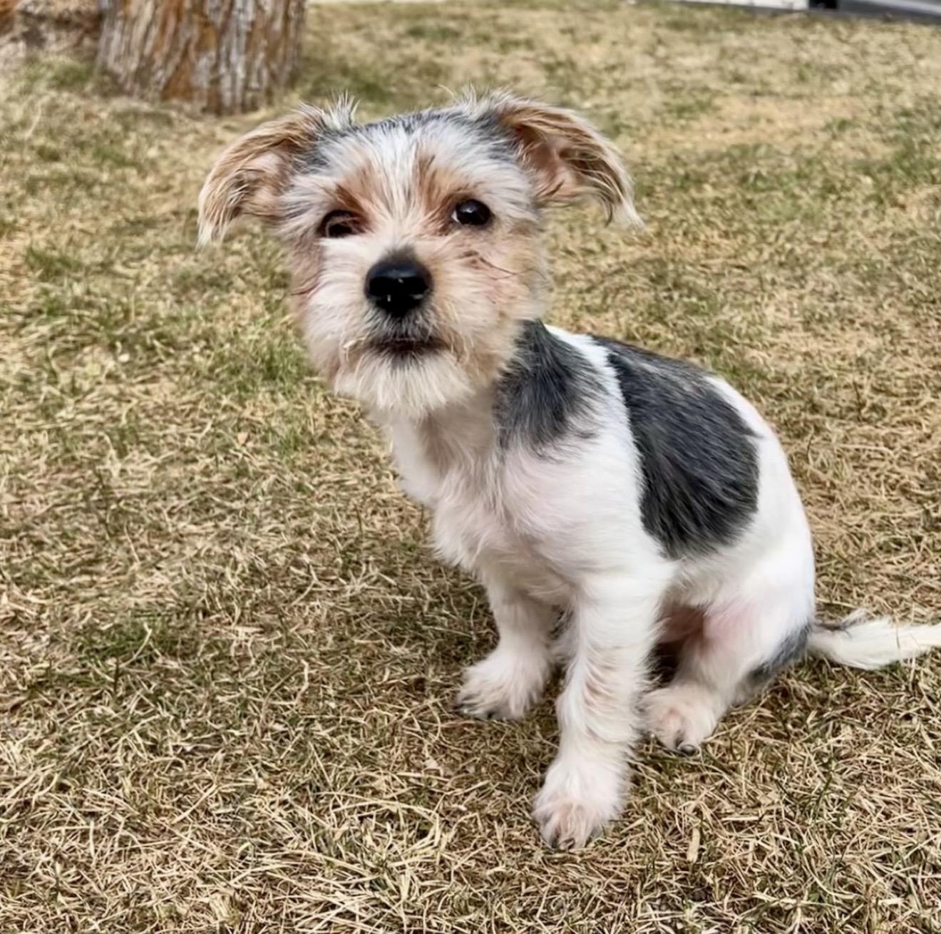 Gus, ADOPTABLE, Puppy Male Terrier & Yorkshire Terrier.