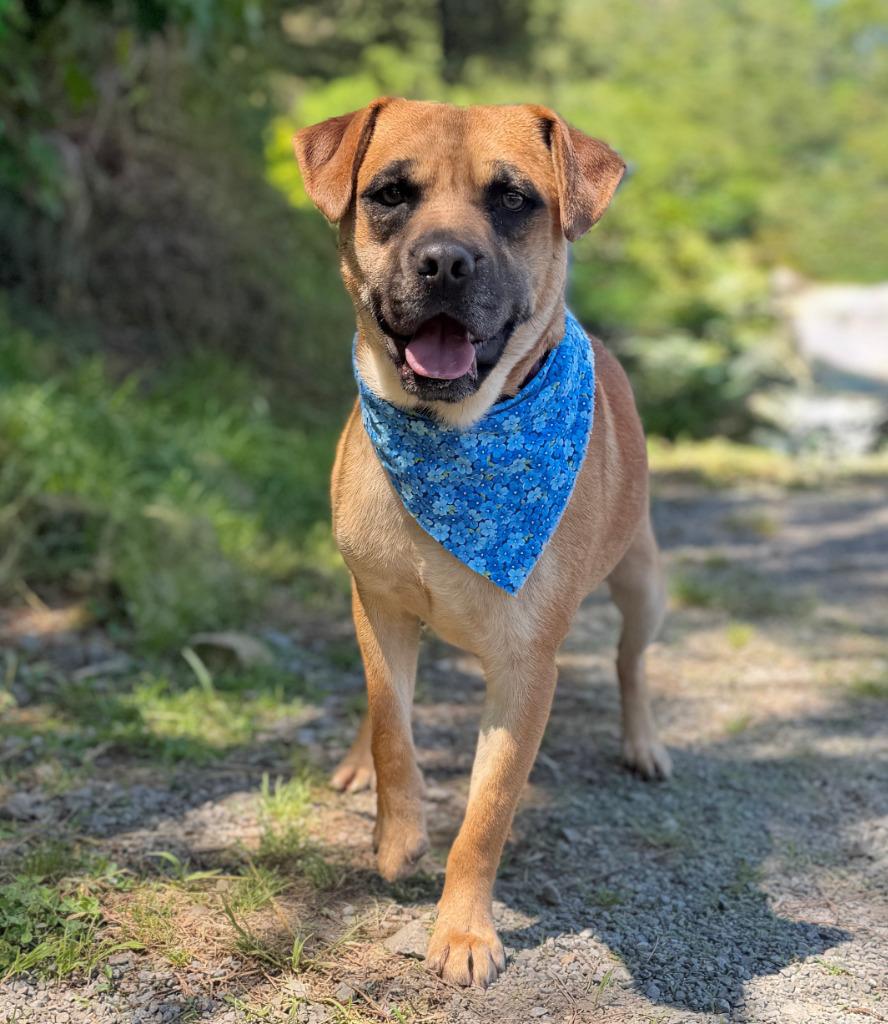 Enlarge Tuff, a Adoptable mixed breed in Ellijay, GA image 1/2