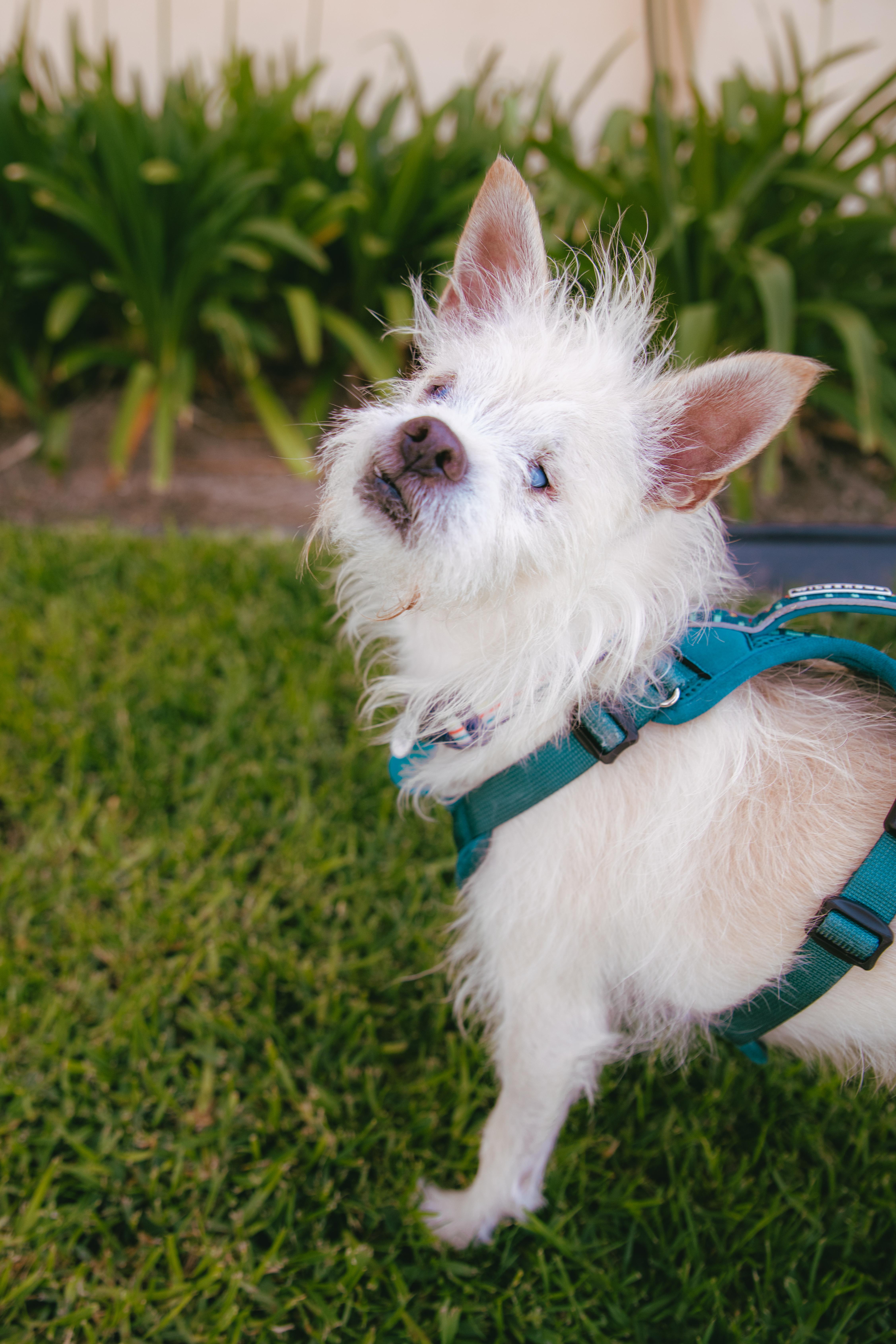 Bocelli is Available at Maison Sûre, a ADOPTABLE mixed breed in Sherman Oaks, CA image 5/6