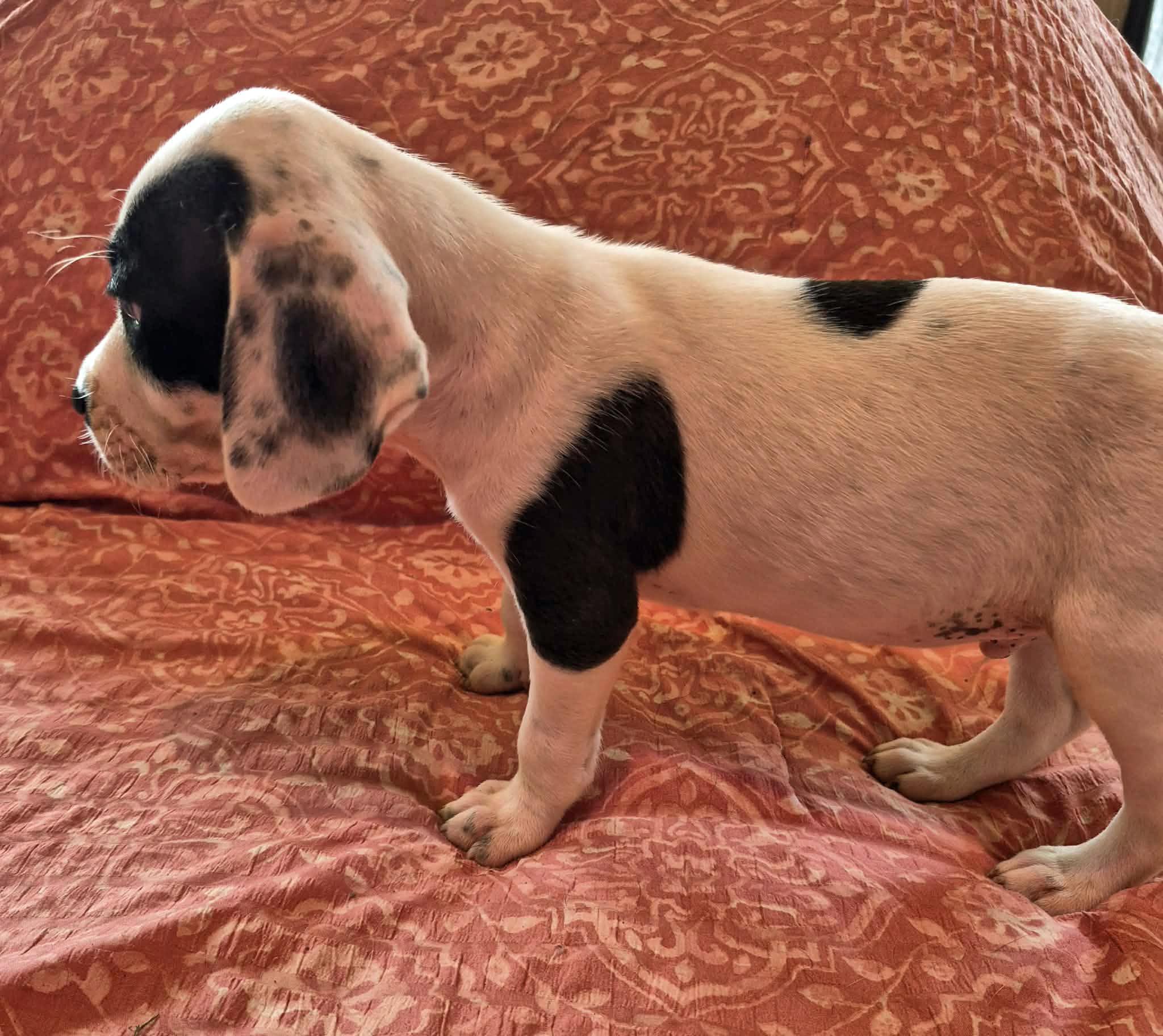 Enlarge Patch, a Adoptable mixed breed in Marion, NC image 2/5