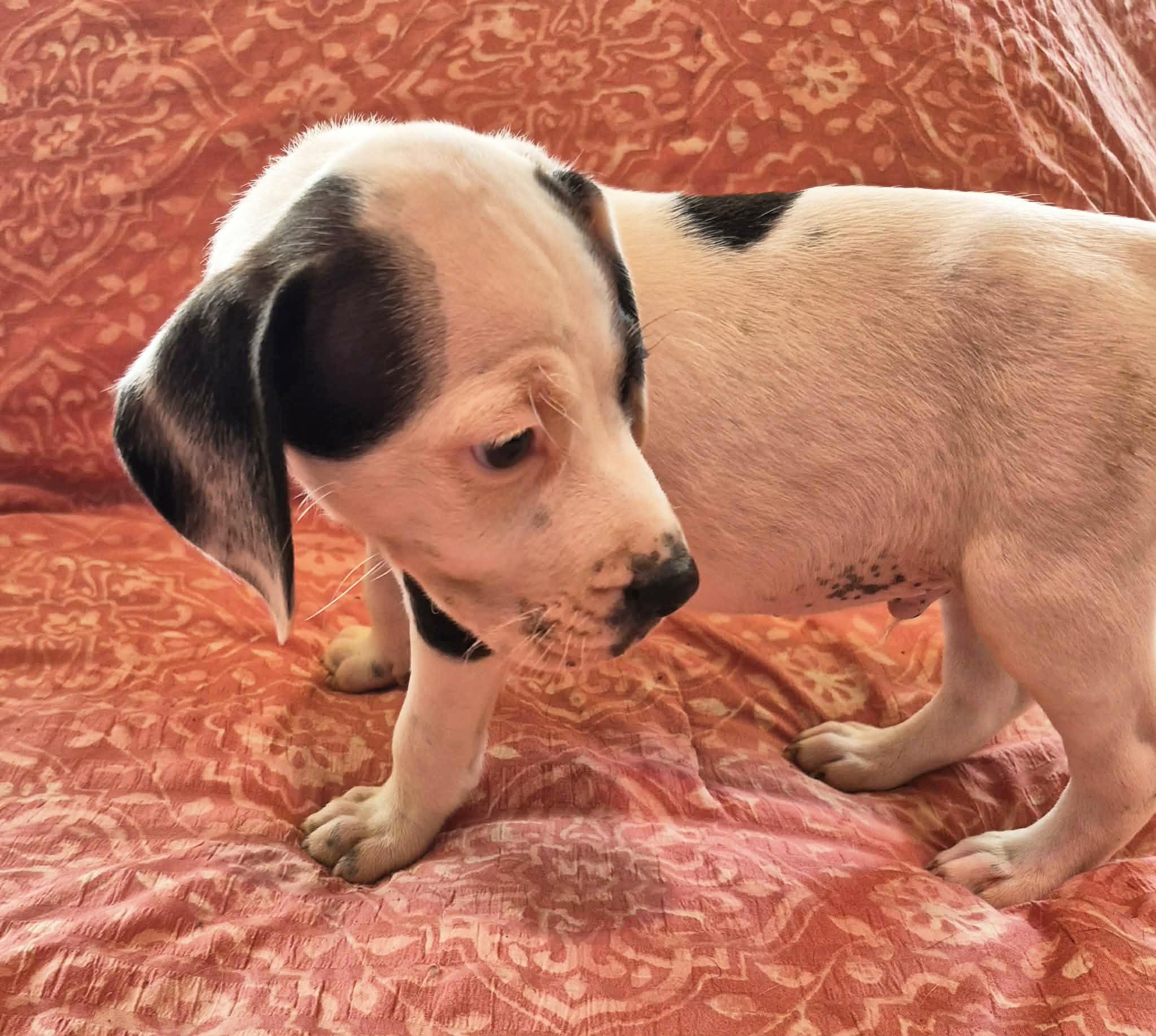 Enlarge Patch, a Adoptable mixed breed in Marion, NC image 4/5