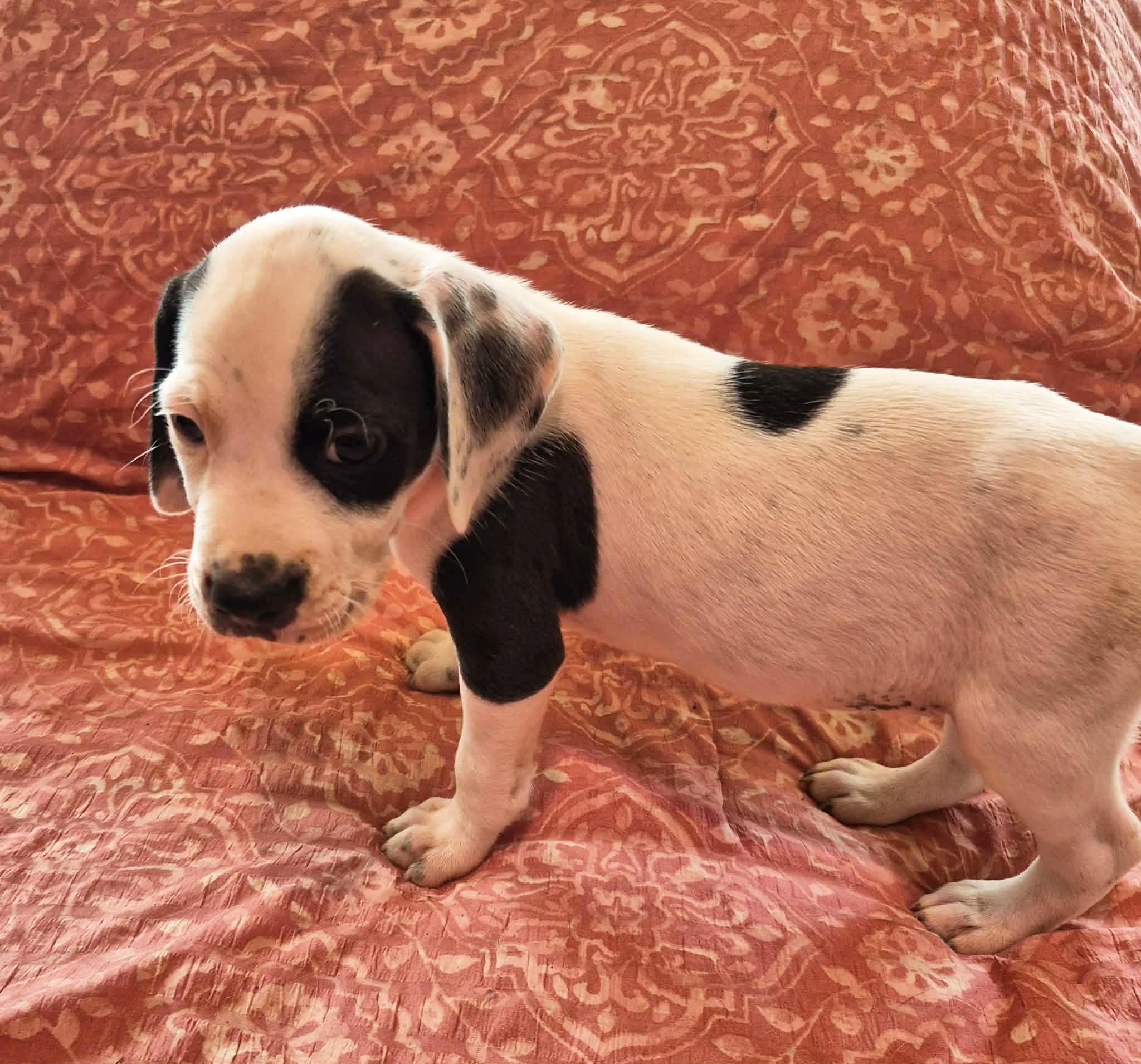 Enlarge Patch, a Adoptable mixed breed in Marion, NC image 3/5