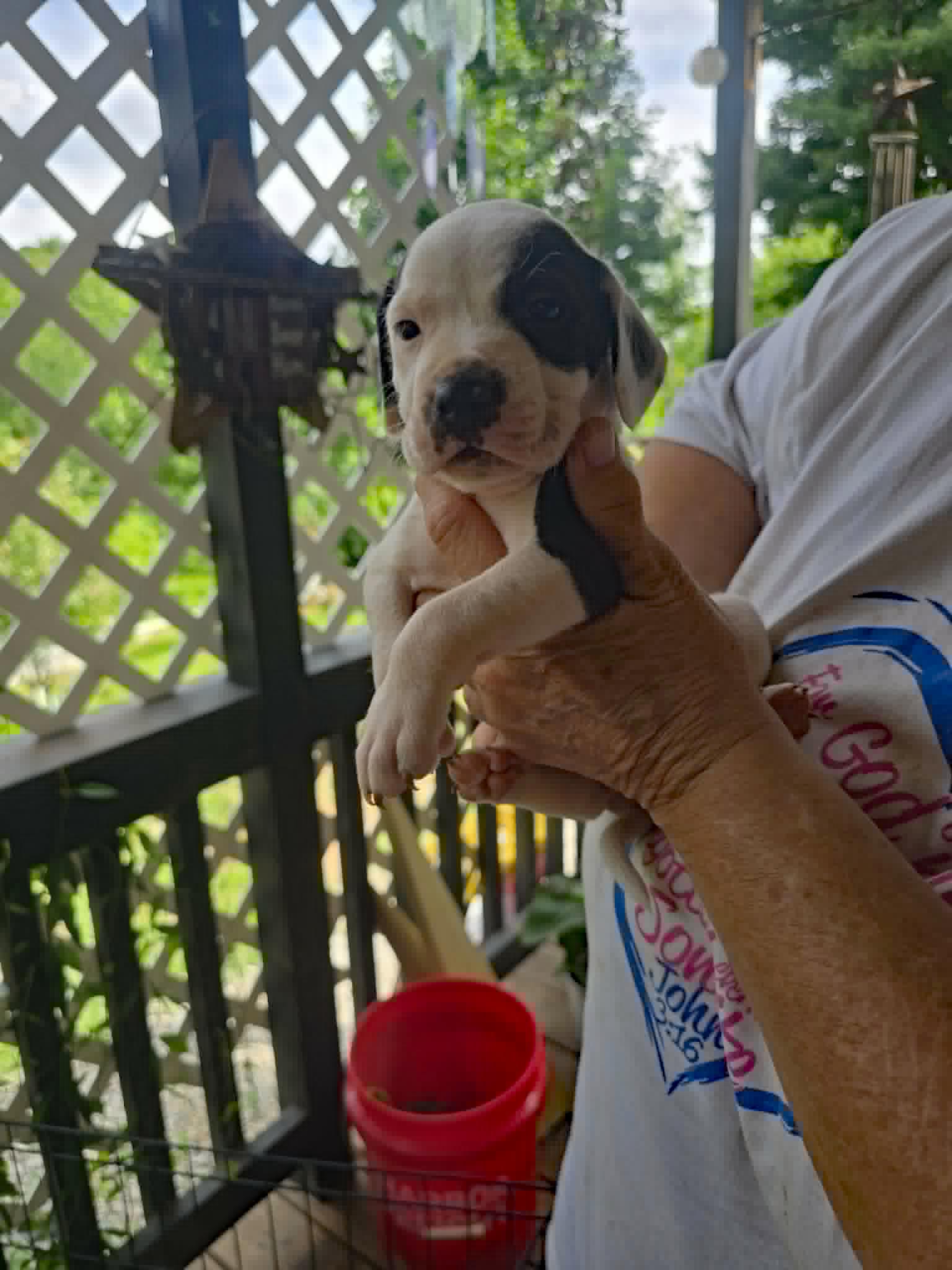 Enlarge Patch, a Adoptable mixed breed in Marion, NC image 5/5