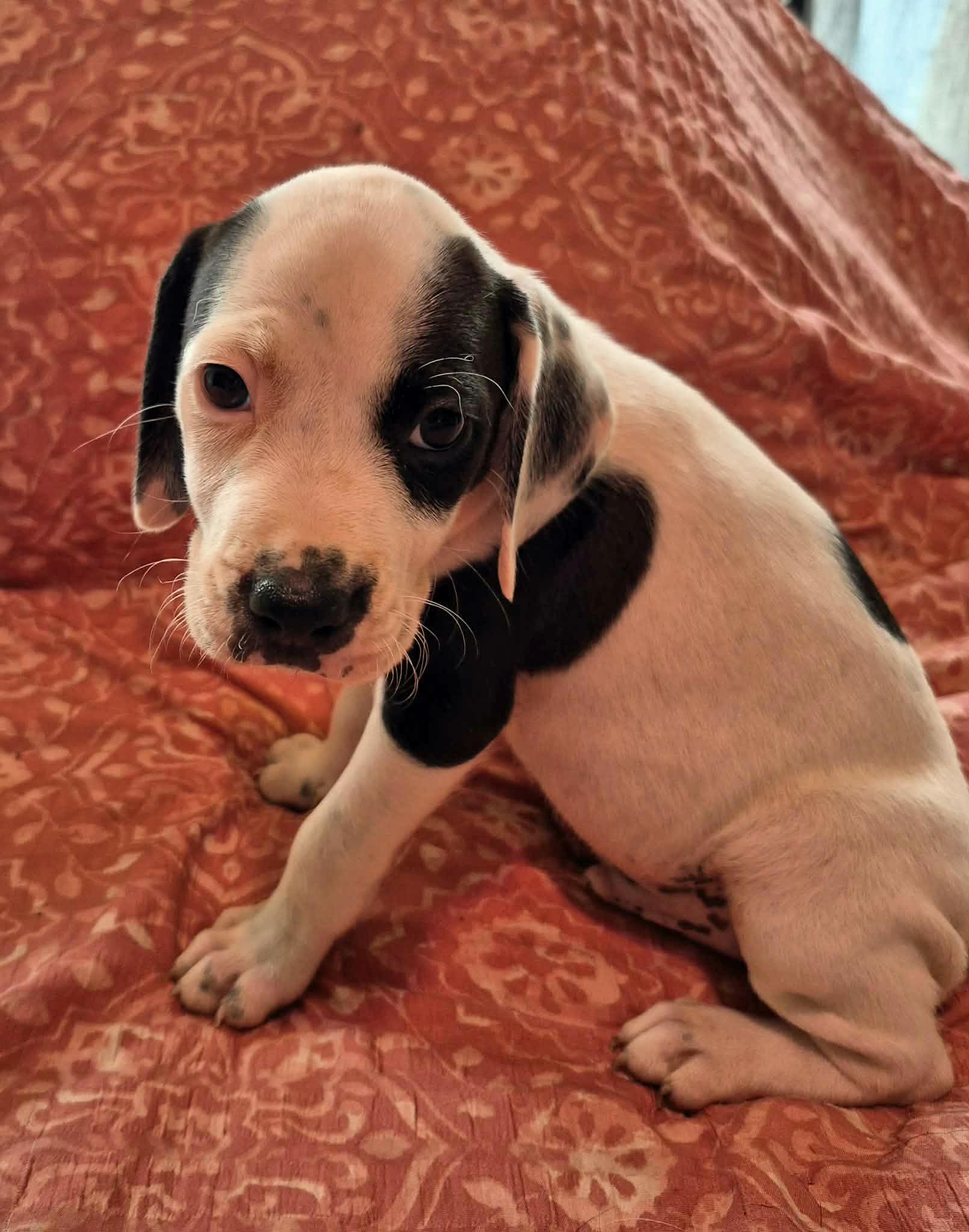 Patch, Adoptable, Puppy Male Beagle & Pit Bull Terrier.