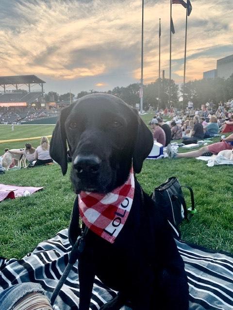 Enlarge Lolo, a Adoptable Labrador Retriever in Indianapolis, IN image 3/3