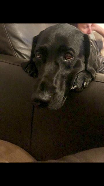 Enlarge Lolo, a Adoptable Labrador Retriever in Indianapolis, IN image 2/3