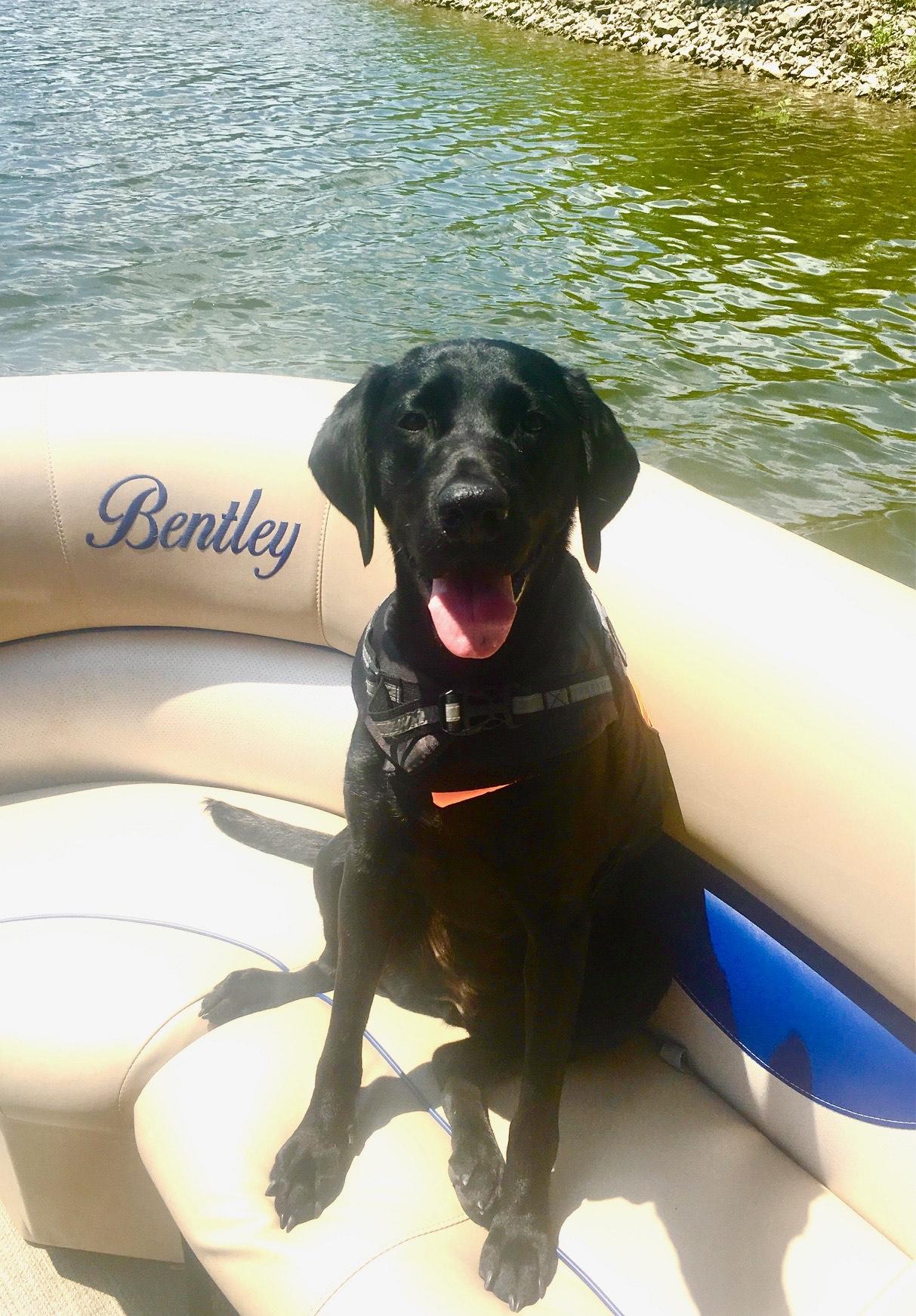 Enlarge Lolo, a Adoptable Labrador Retriever in Indianapolis, IN image 1/3