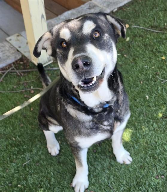 Grover, ADOPTABLE, Adult Male Alaskan Malamute.