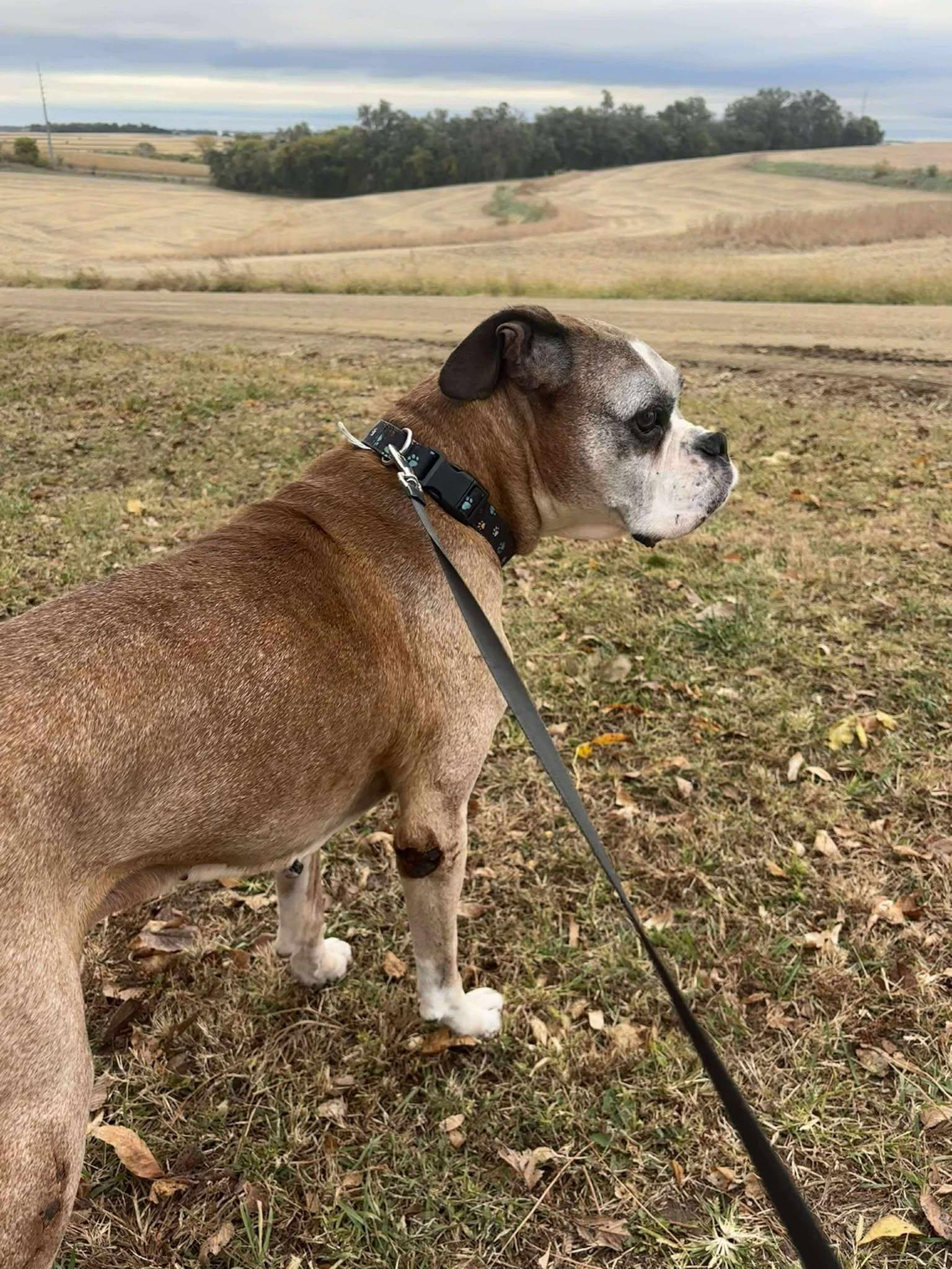 Stanley, Adoptable, Senior Male Boxer.