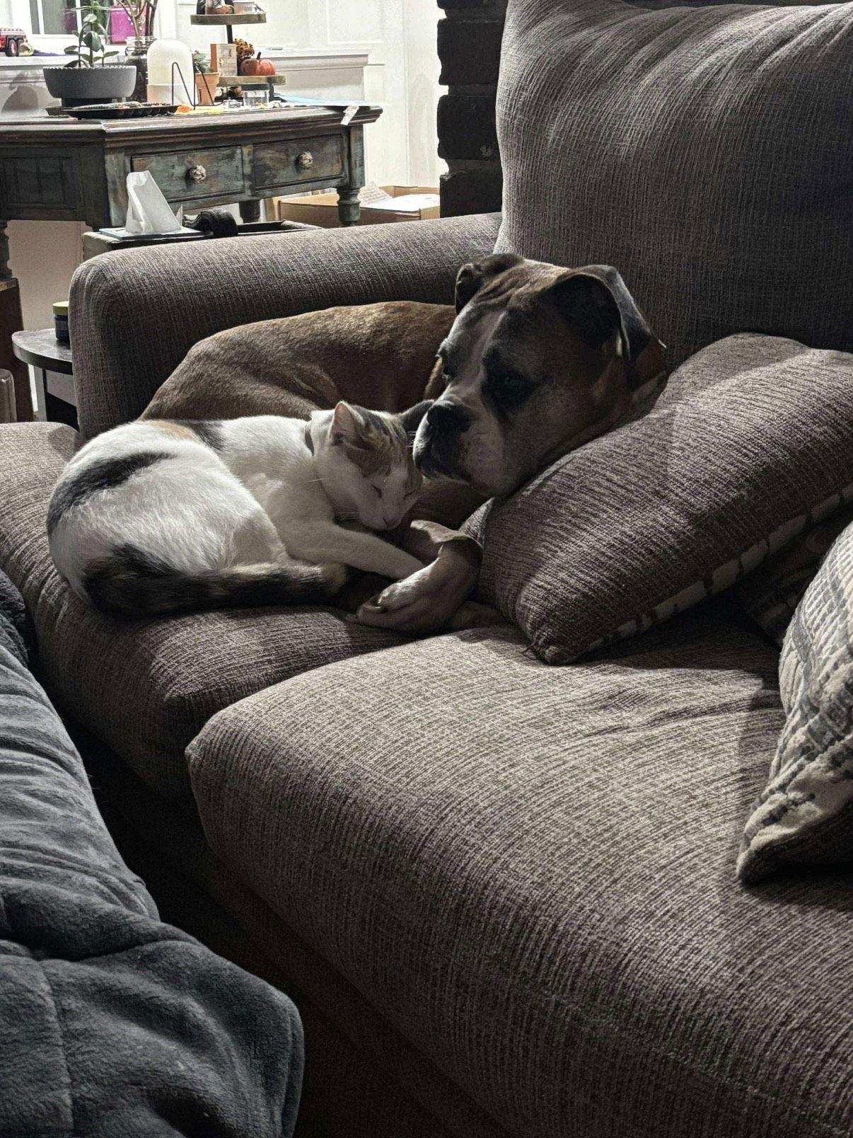 Stanley, a Adoptable Boxer in Owatonna, MN image 2/3