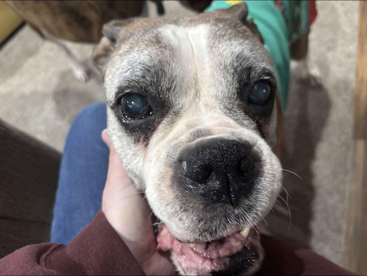 Stanley, a Adoptable Boxer in Owatonna, MN image 3/3