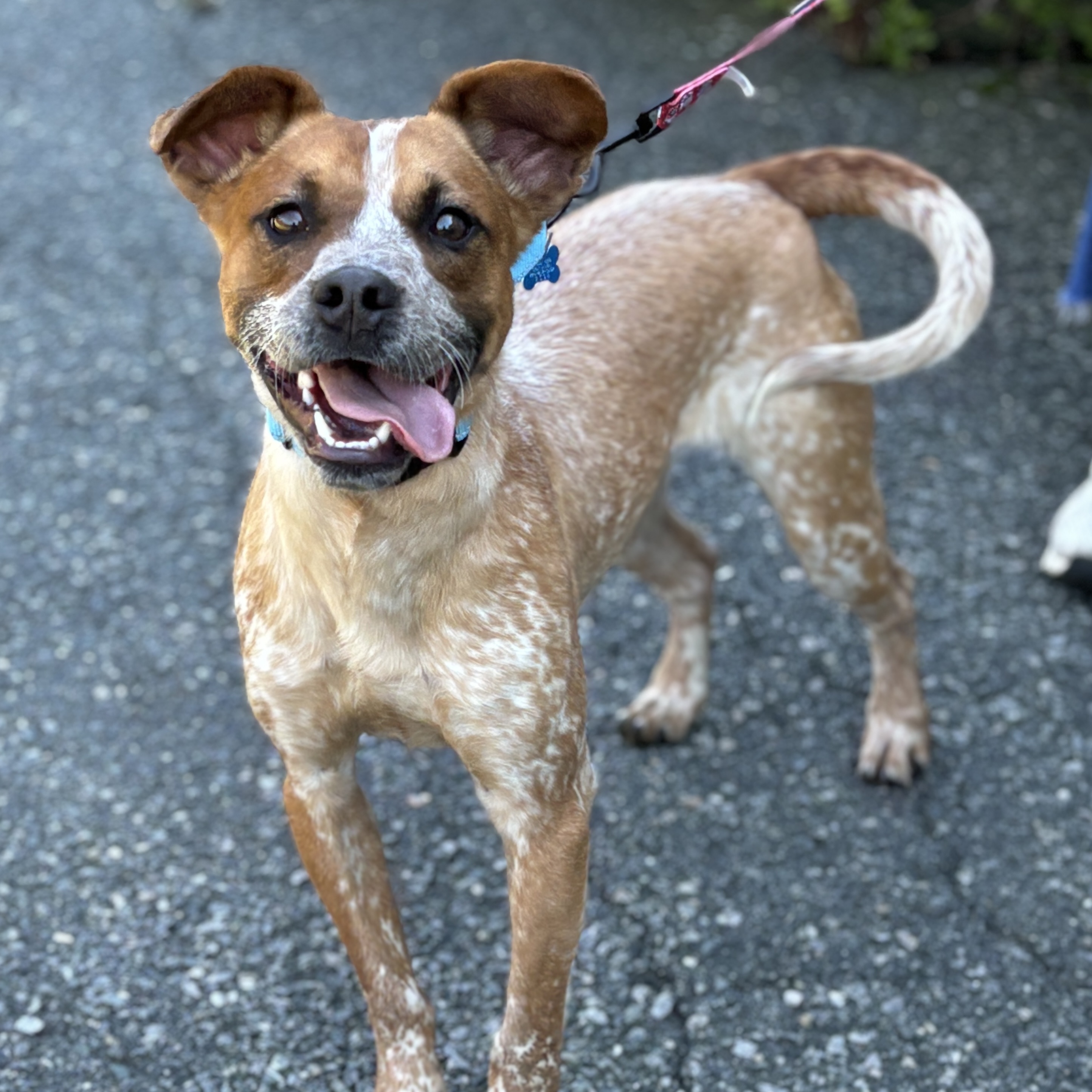 Dog for adoption Yuji, an Australian Cattle Dog / Blue Heeler Mix in
