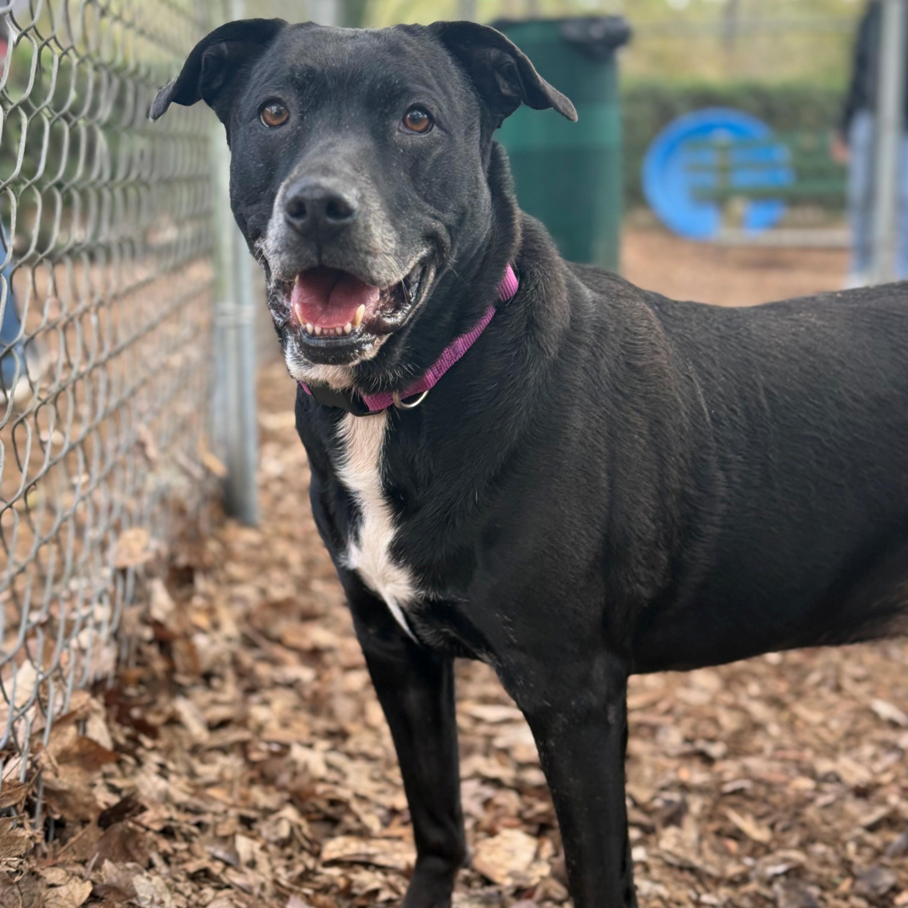 Lucy, ADOPTABLE, Senior Female Terrier.