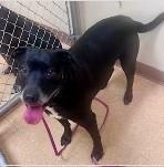 Enlarge Lucy, a ADOPTABLE Terrier in St. Augustine, FL image 2/2