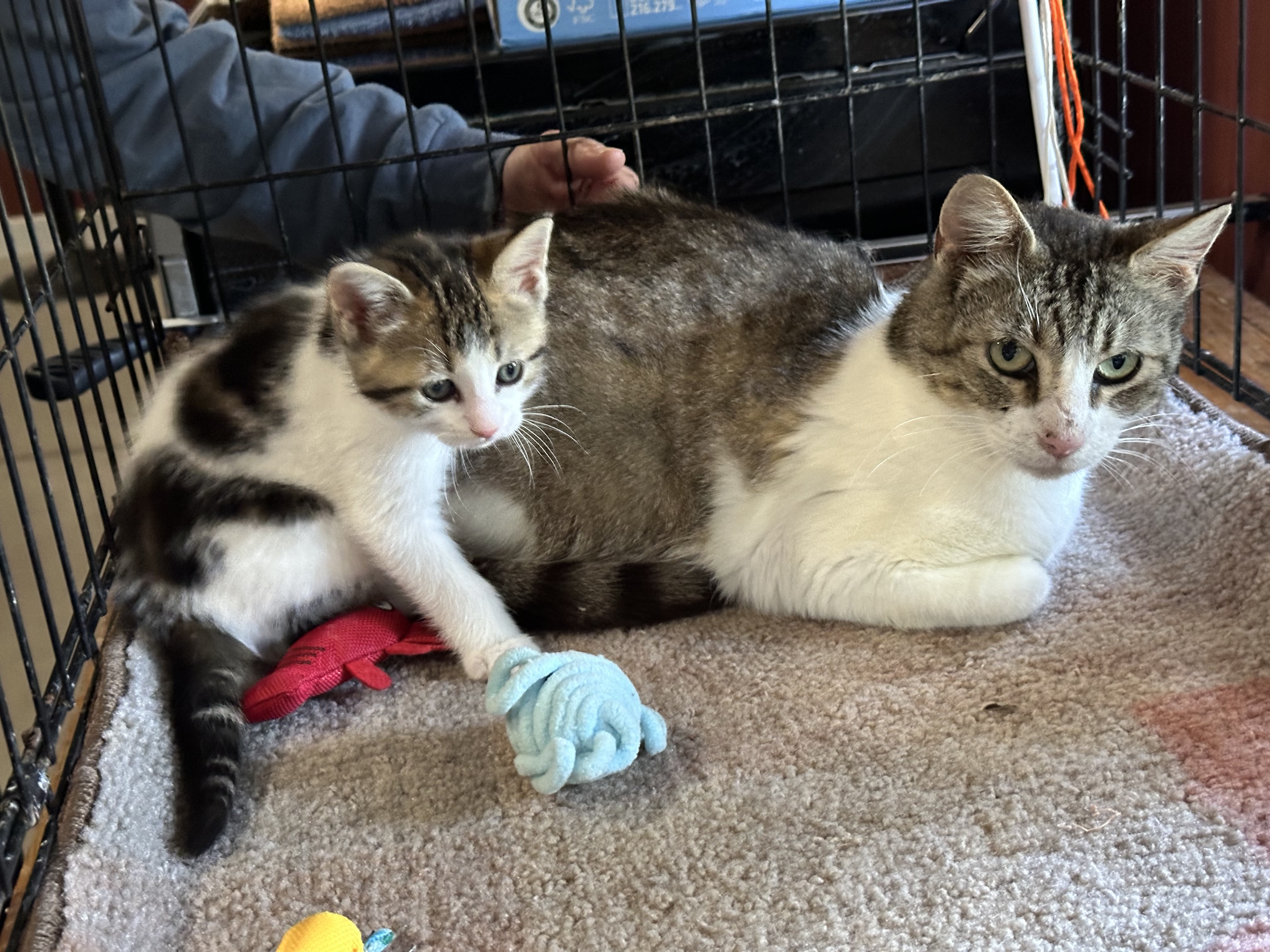 Enlarge Gloria, a Adoptable Domestic Short Hair in Atwater, OH image 1/1