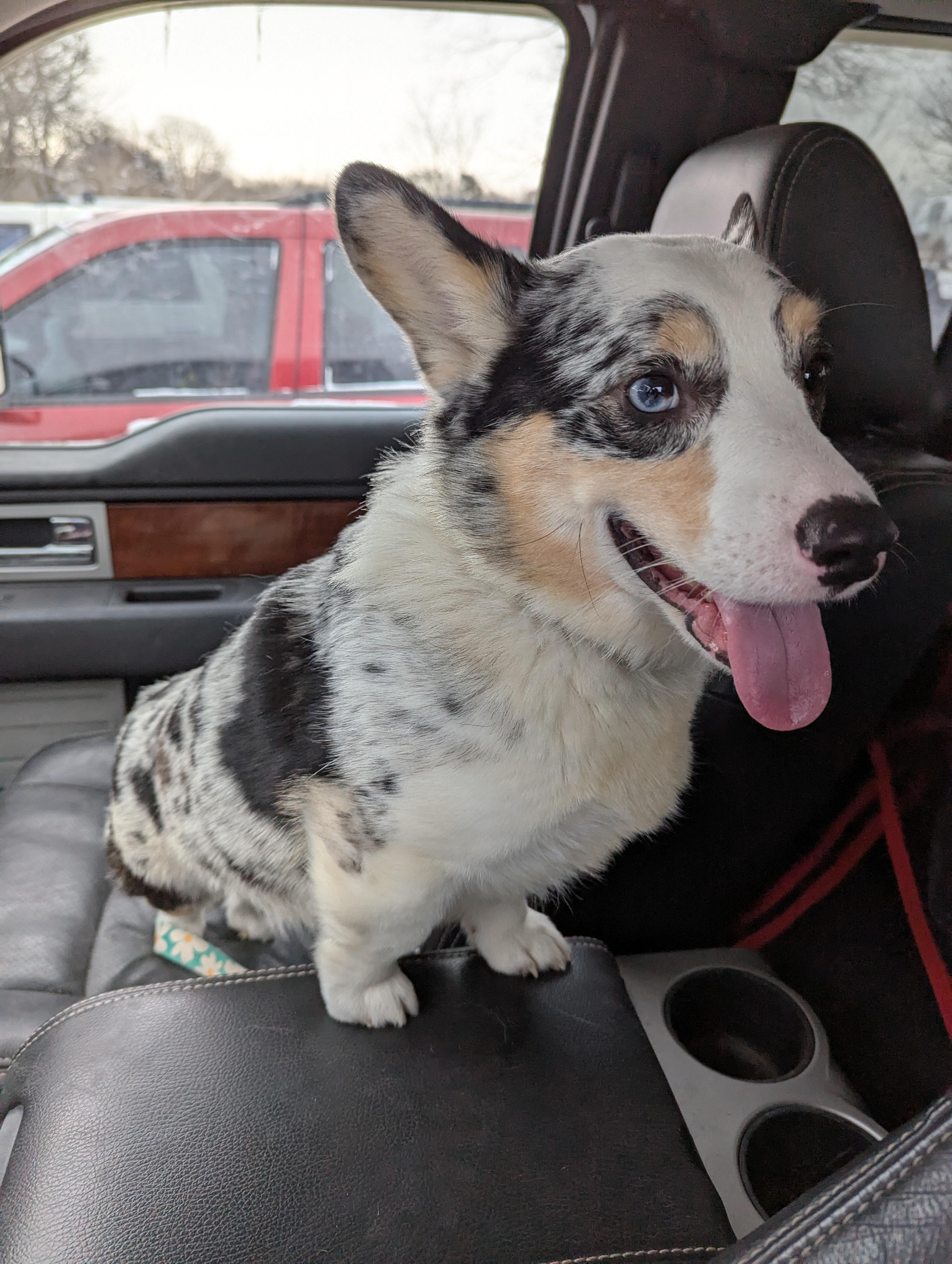 Corki, a Adopted Corgi in Lincoln, NE image 1/3