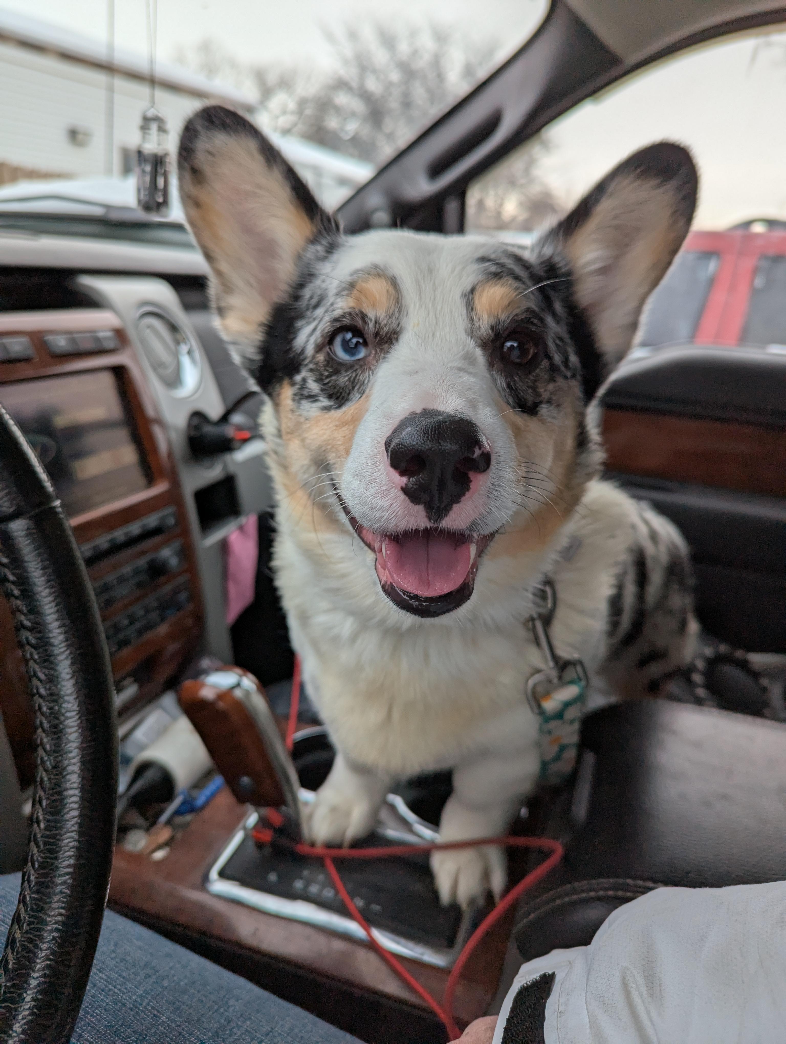 Corki, a Adopted Corgi in Lincoln, NE image 2/3