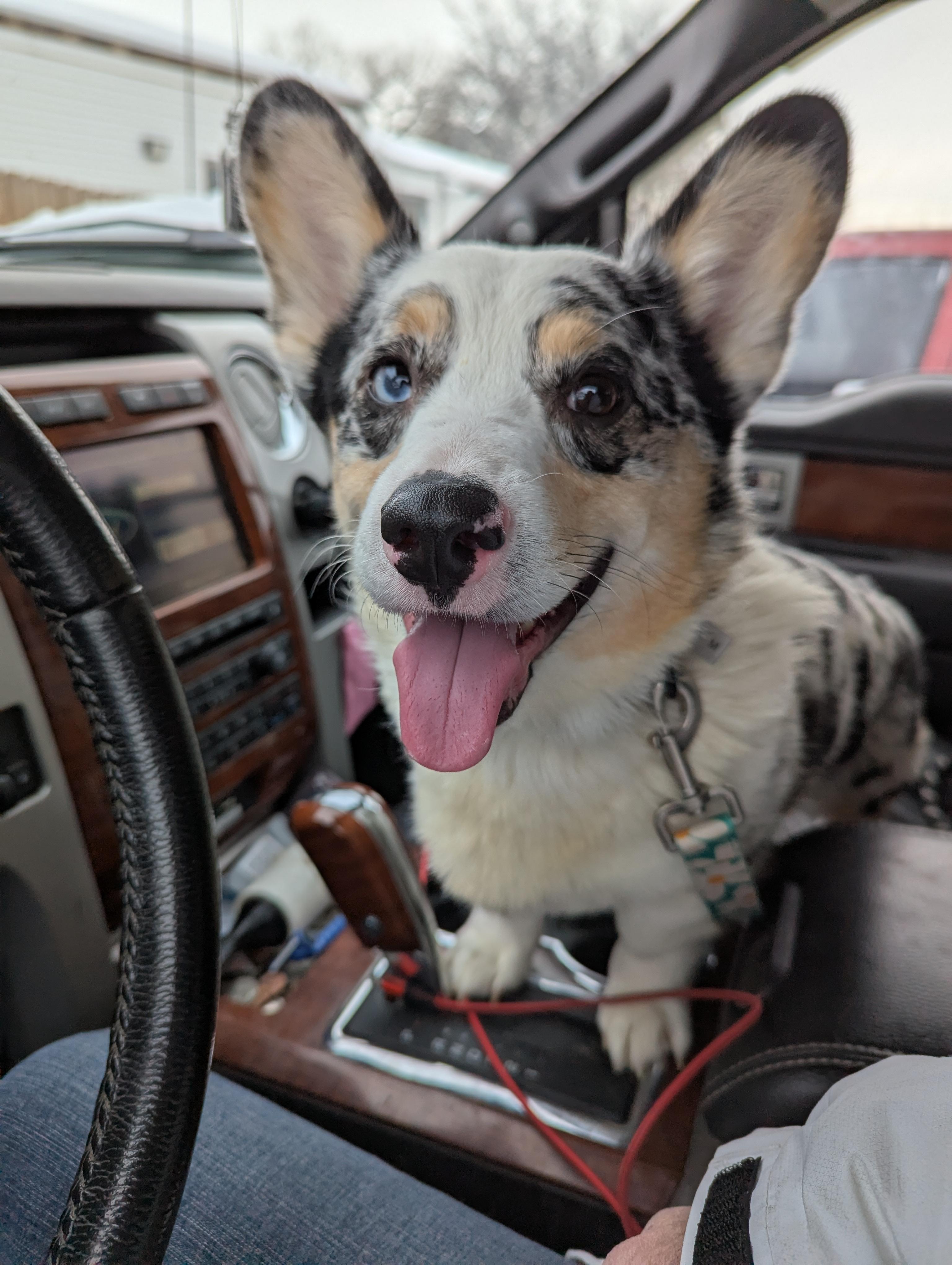 Corki, Adopted, Young Male Corgi.
