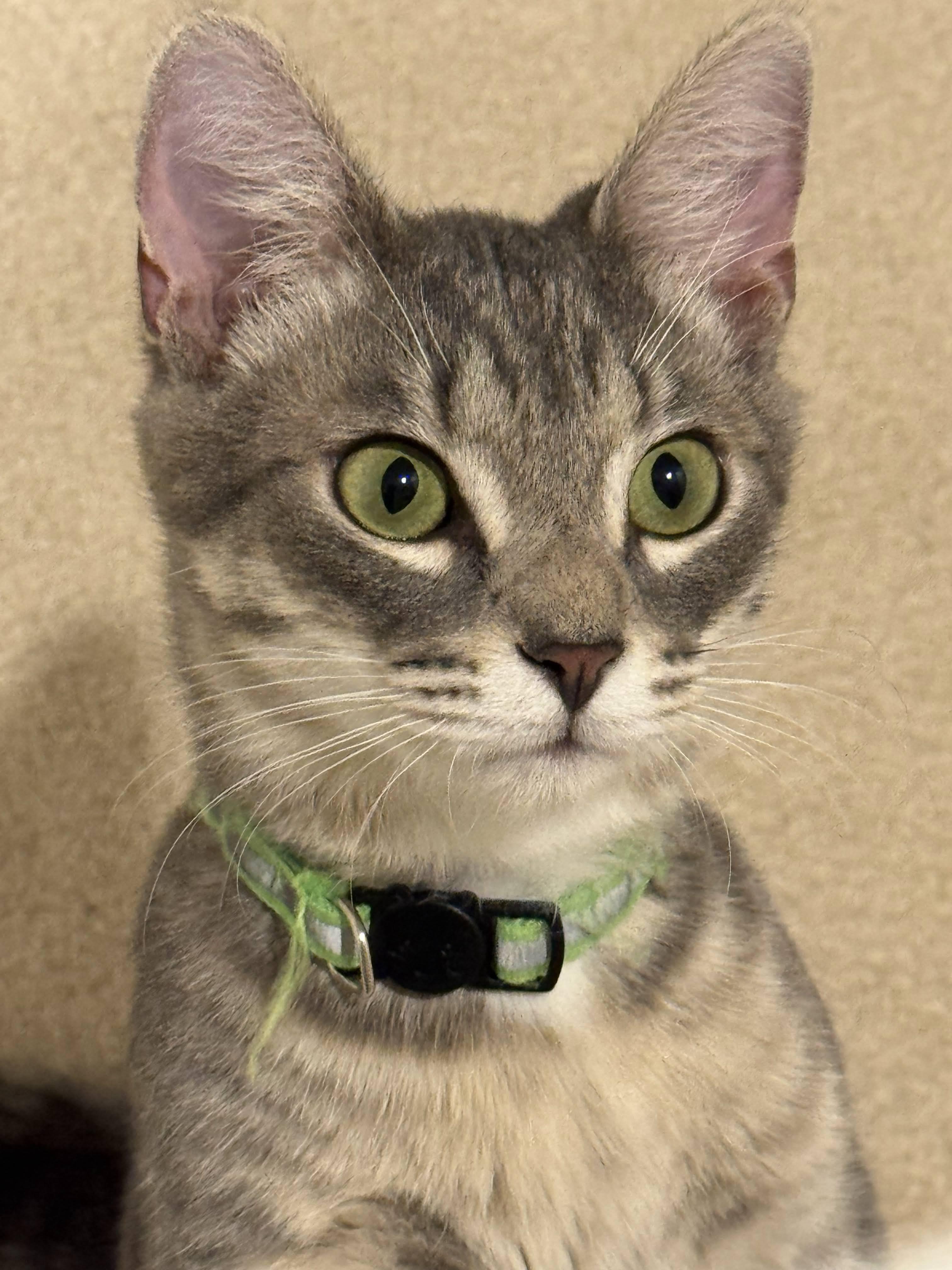 Enlarge Ringo, a ADOPTABLE Tabby in Mauldin, SC image 4/6