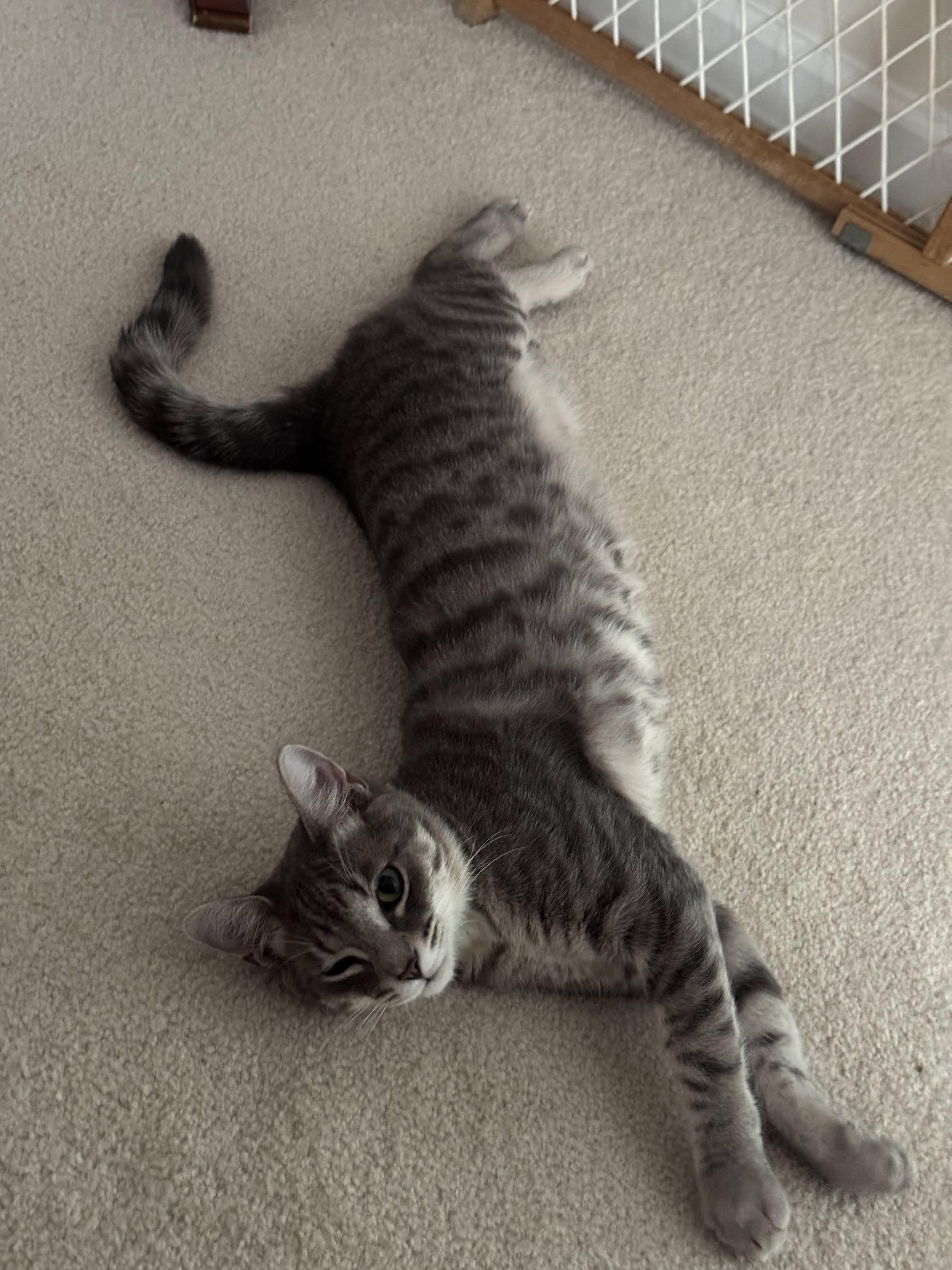 Enlarge Ringo, a ADOPTABLE Tabby in Mauldin, SC image 5/6