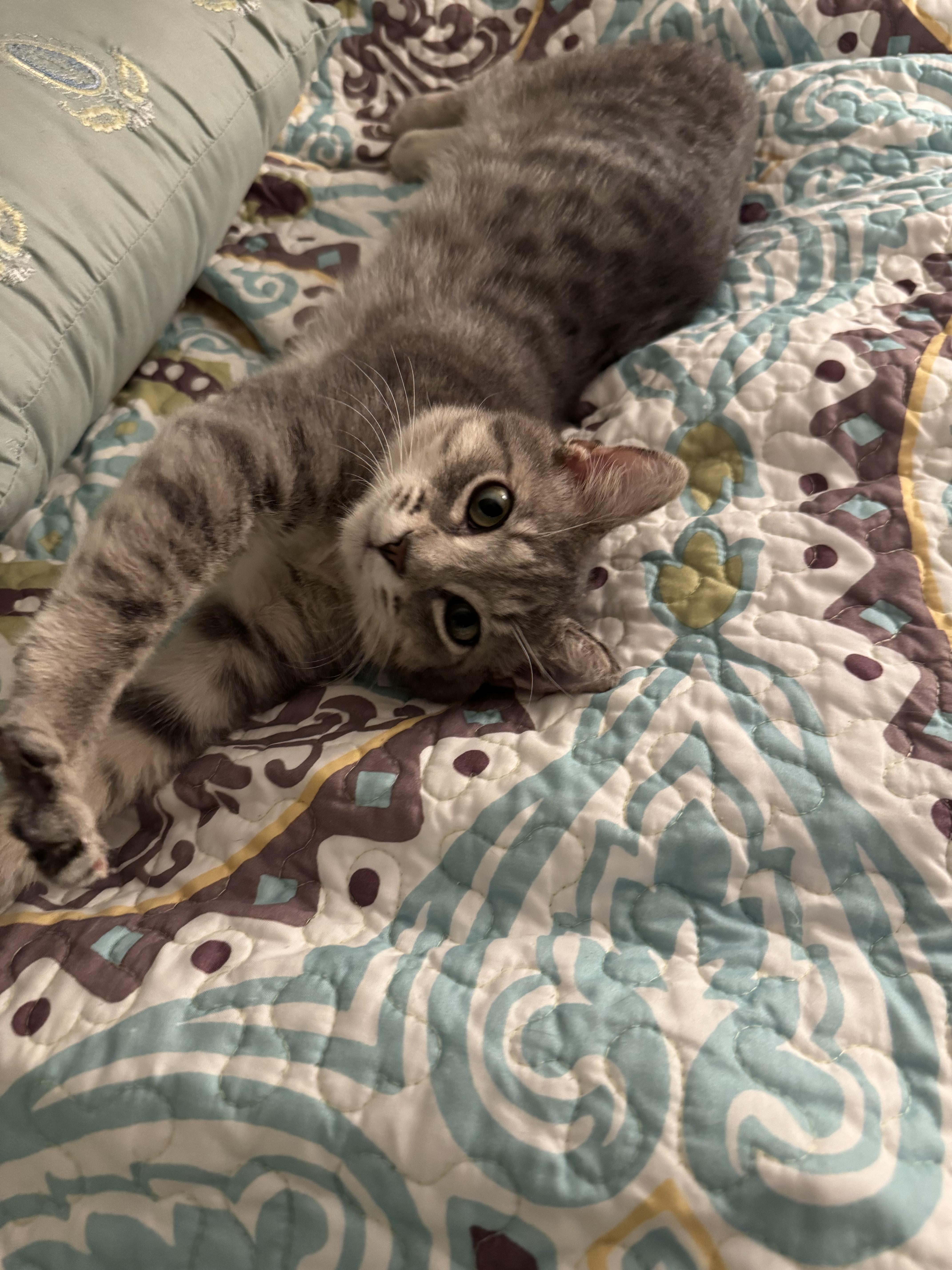 Enlarge Ringo, a ADOPTABLE Tabby in Mauldin, SC image 3/6
