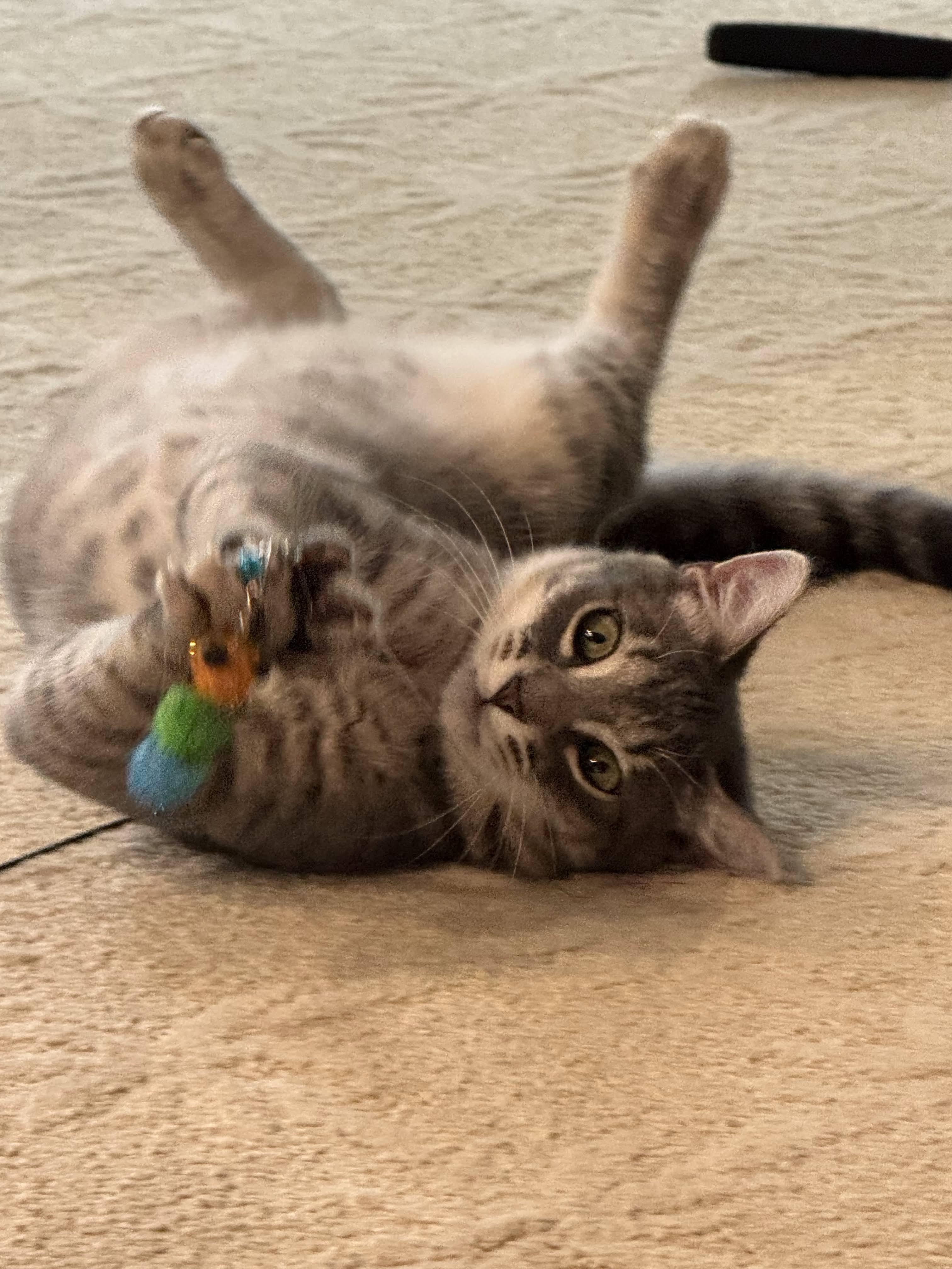 Enlarge Ringo, a ADOPTABLE Tabby in Mauldin, SC image 6/6
