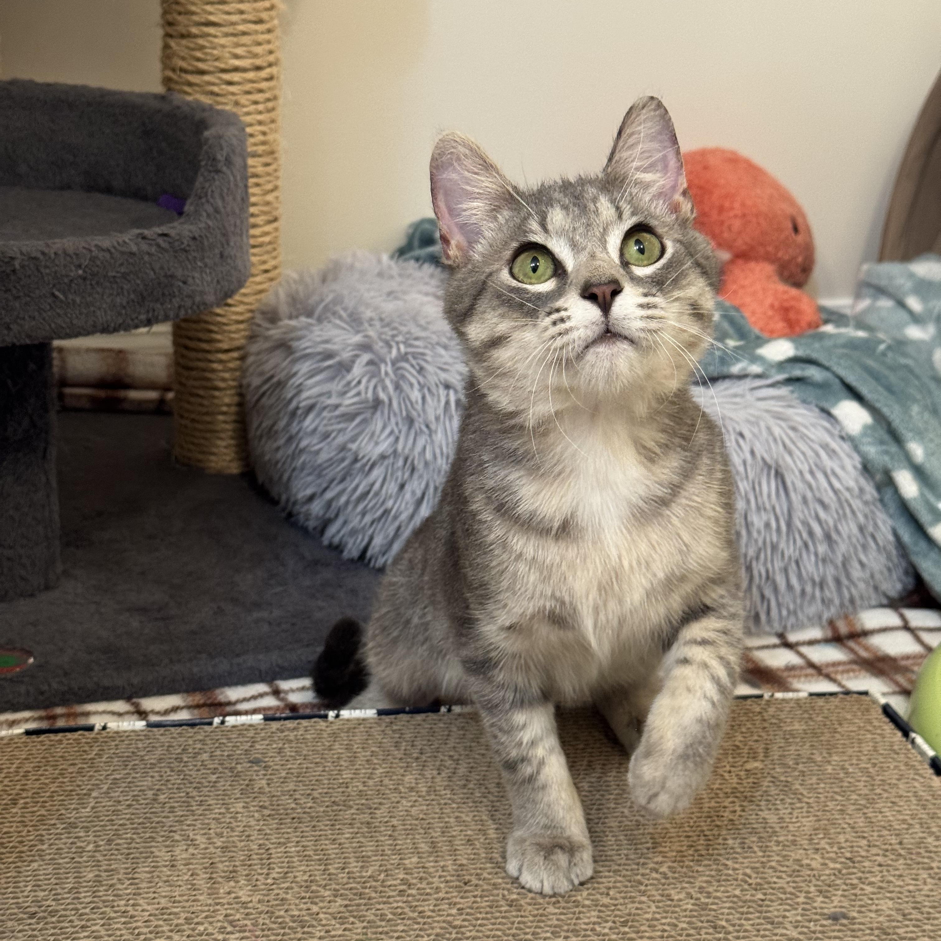 Enlarge Ringo, a ADOPTABLE Tabby in Mauldin, SC image 5/6