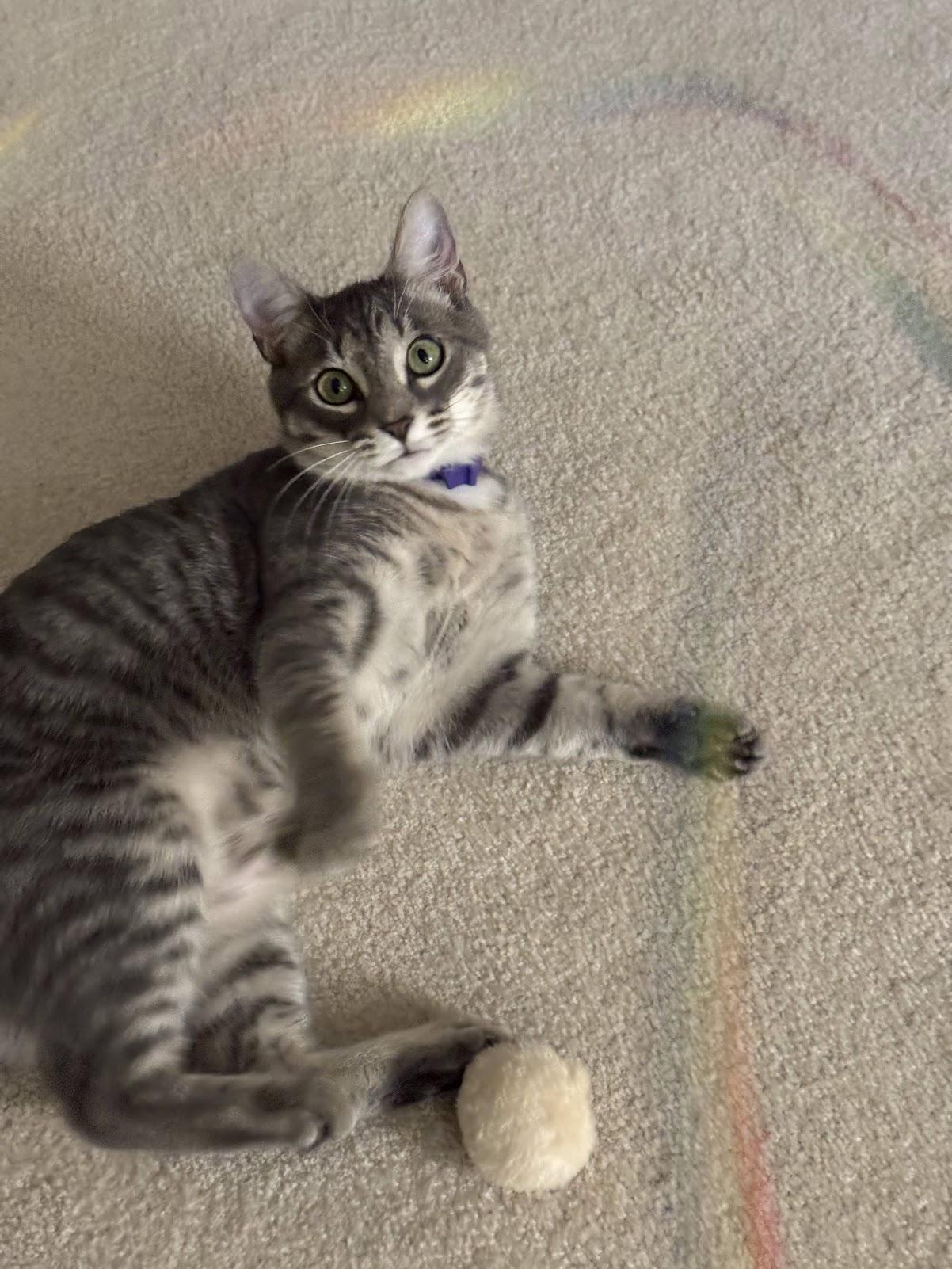 Ringo, a ADOPTABLE Tabby in Mauldin, SC image 2/6