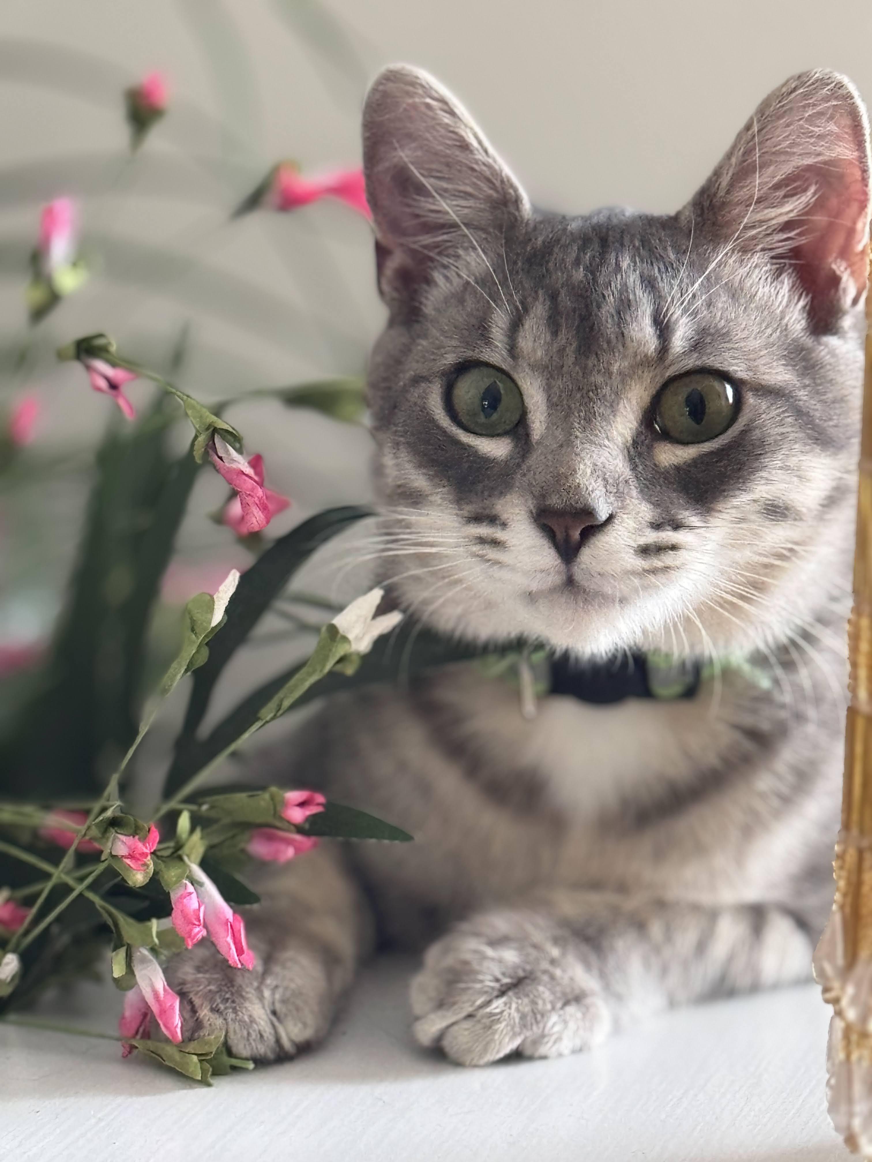 Enlarge Ringo, a ADOPTABLE Tabby in Mauldin, SC image 1/6