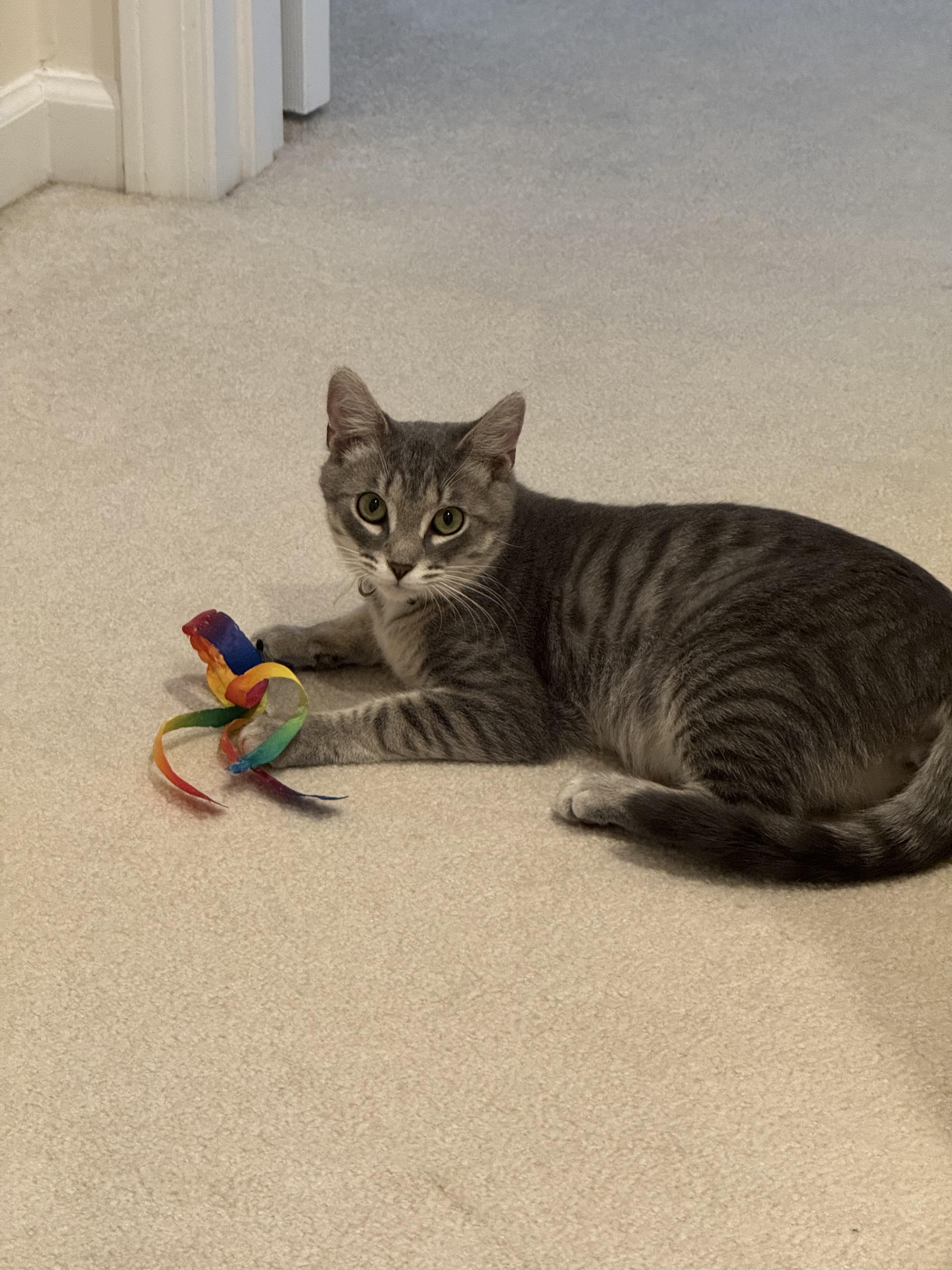 Enlarge Ringo, a ADOPTABLE Tabby in Mauldin, SC image 2/6