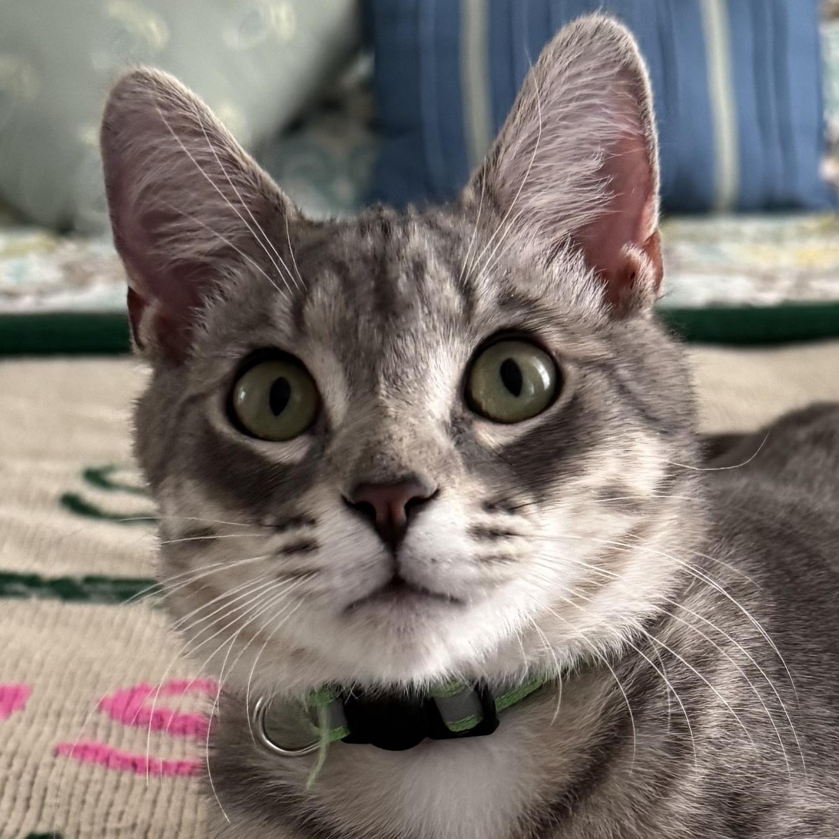 Ringo, ADOPTABLE, Kitten Male Tabby.