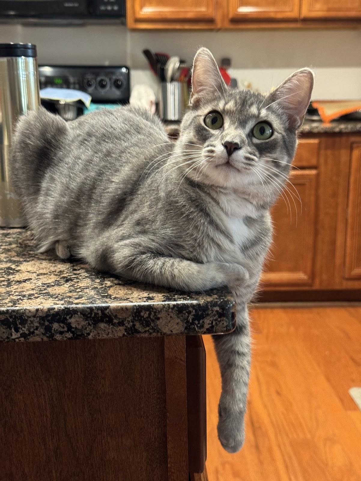 Ringo, a ADOPTABLE Tabby in Mauldin, SC image 1/6