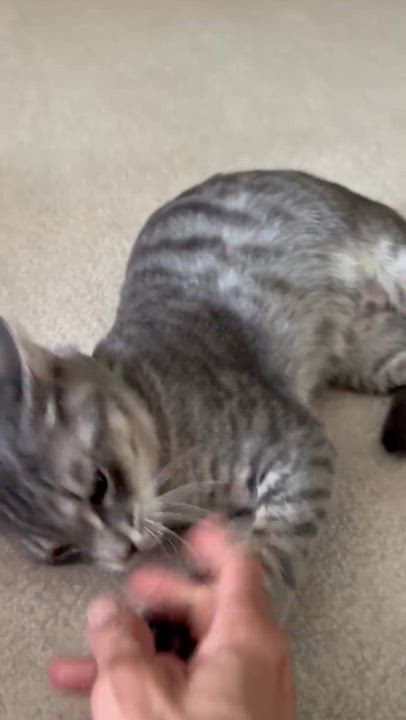 Enlarge Ringo, a ADOPTABLE Tabby in Mauldin, SC video 4/6