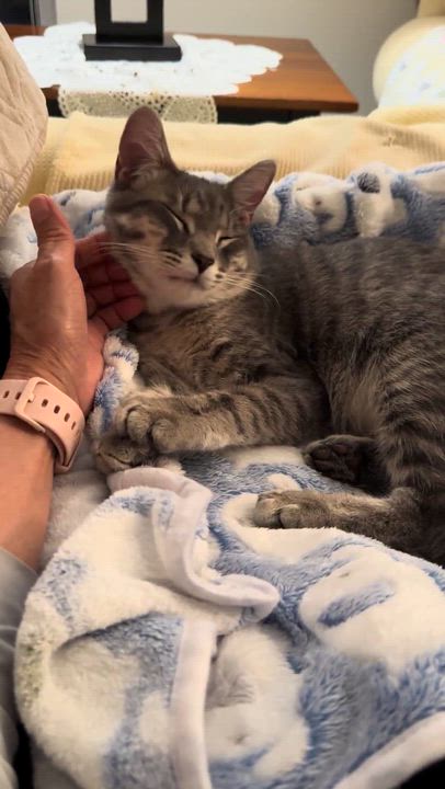 Enlarge Ringo, a ADOPTABLE Tabby in Mauldin, SC video 3/6