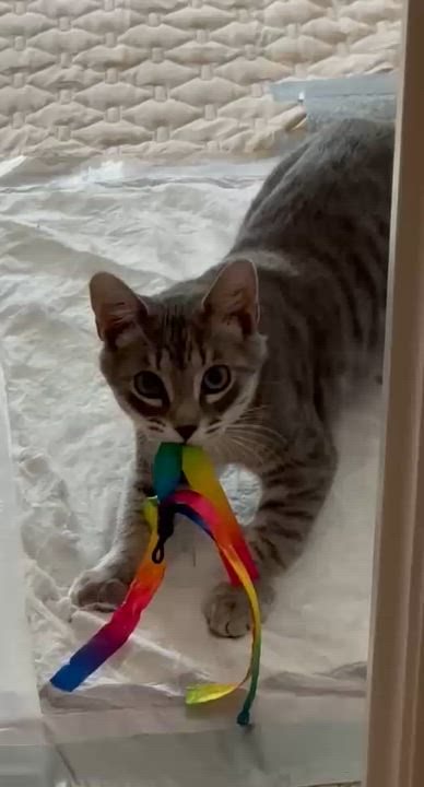 Enlarge Ringo, a ADOPTABLE Tabby in Mauldin, SC video 6/6