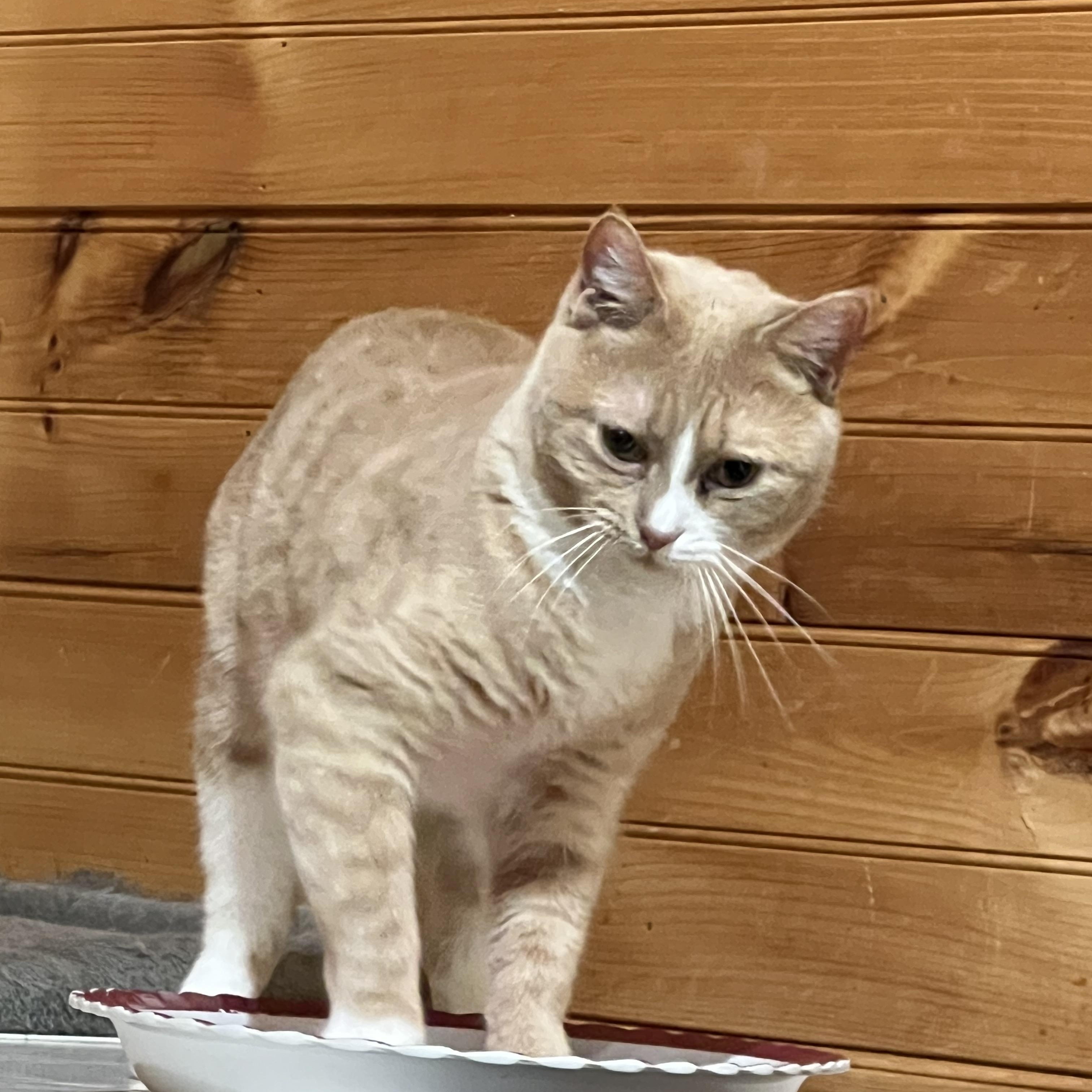 Enlarge Shiloh, a Adoptable Domestic Short Hair in Knoxville, GA image 5/5