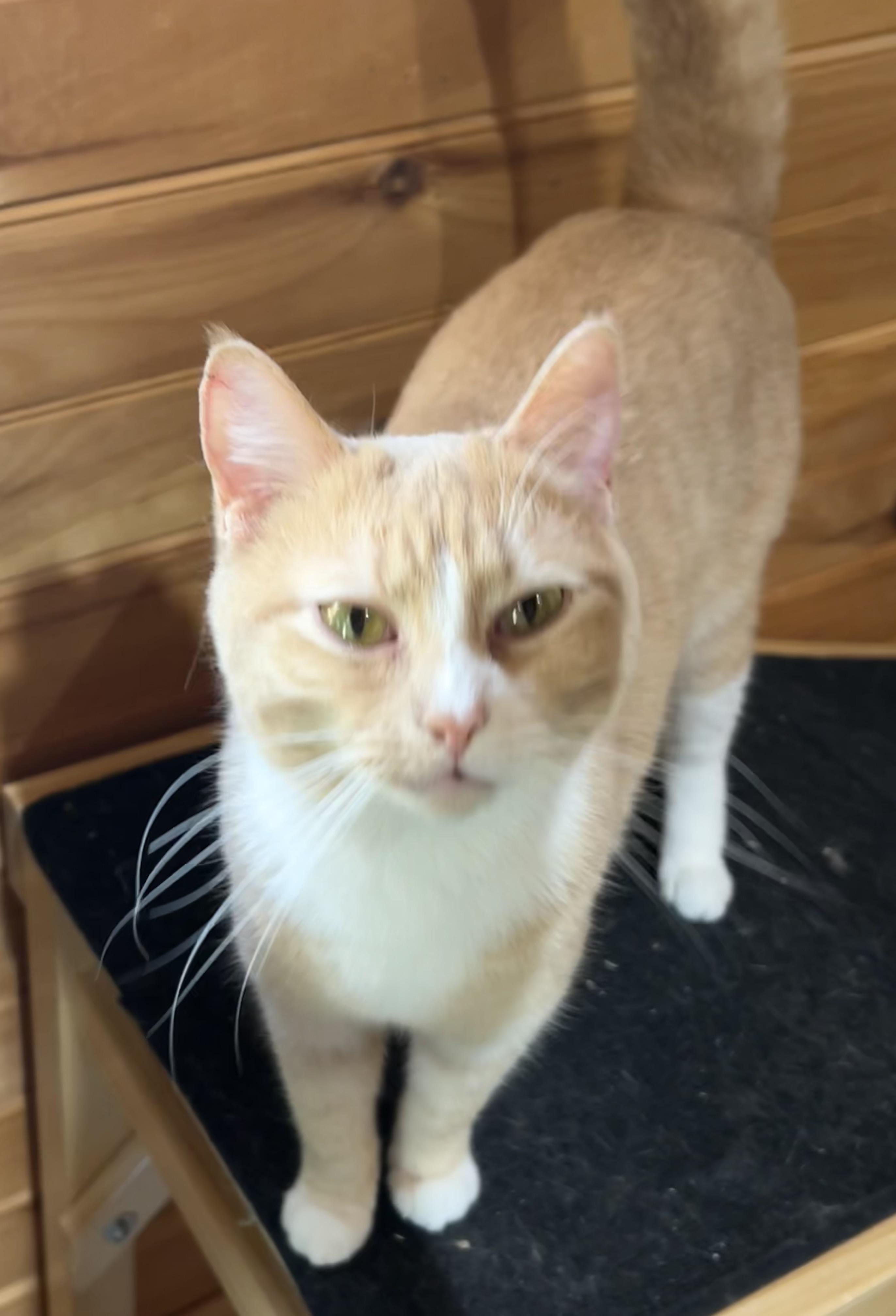 Shiloh, Adoptable, Adult Female Domestic Short Hair.