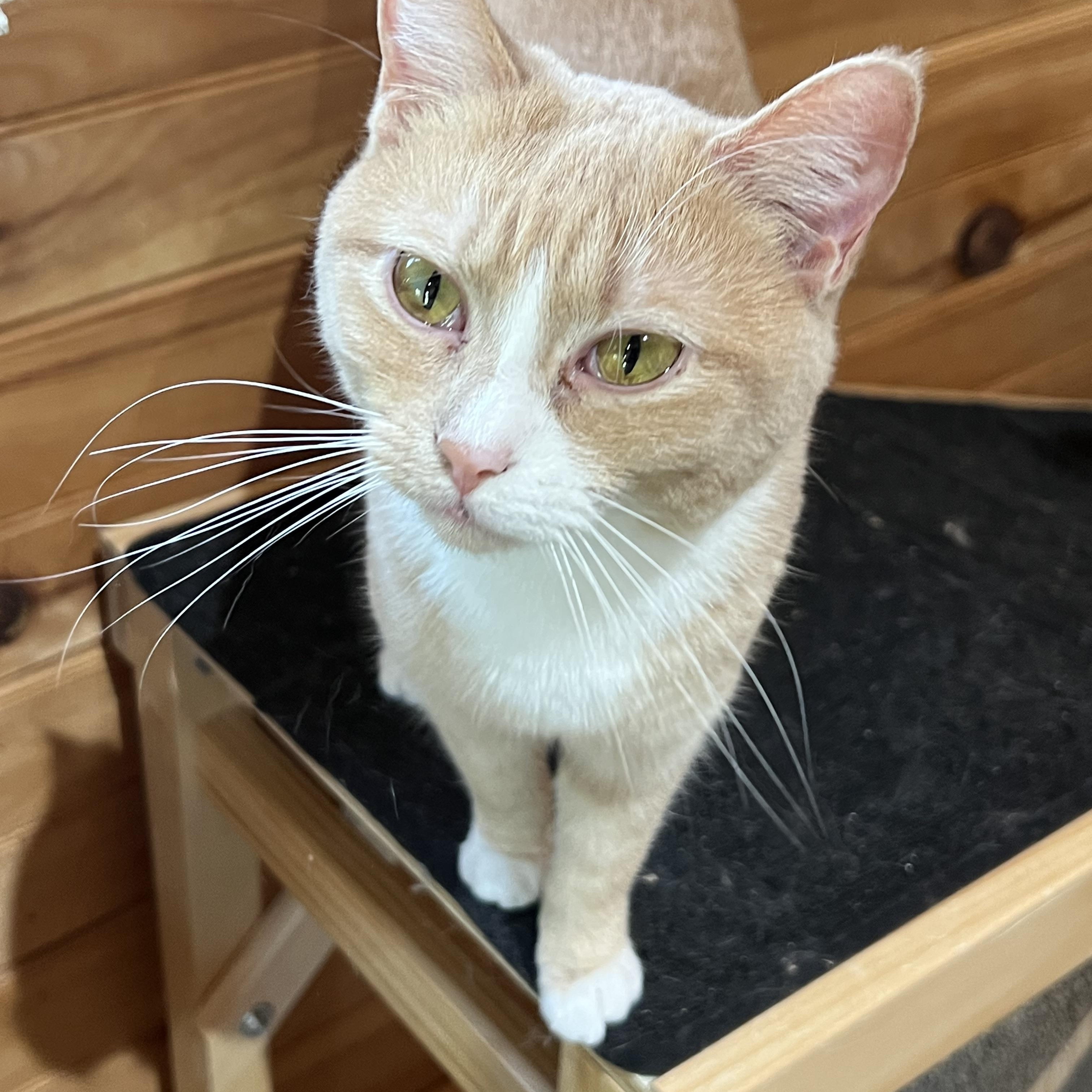 Enlarge Shiloh, a Adoptable Domestic Short Hair in Knoxville, GA image 2/4