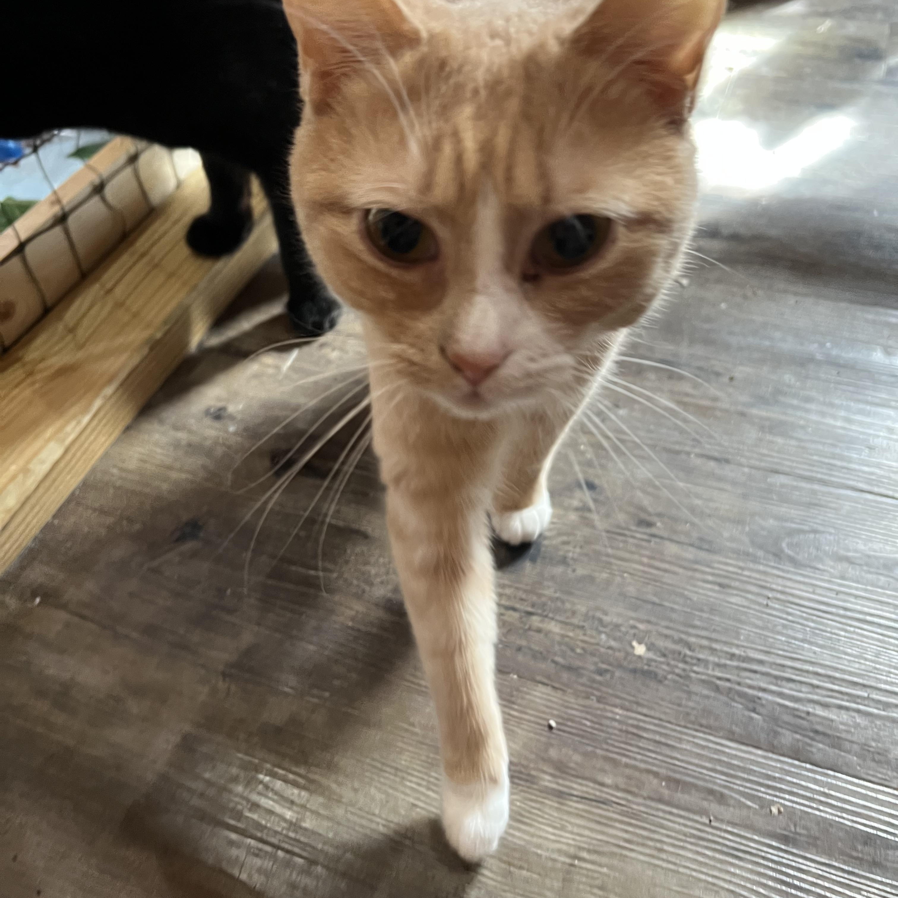Enlarge Shiloh, a Adoptable Domestic Short Hair in Knoxville, GA image 4/4