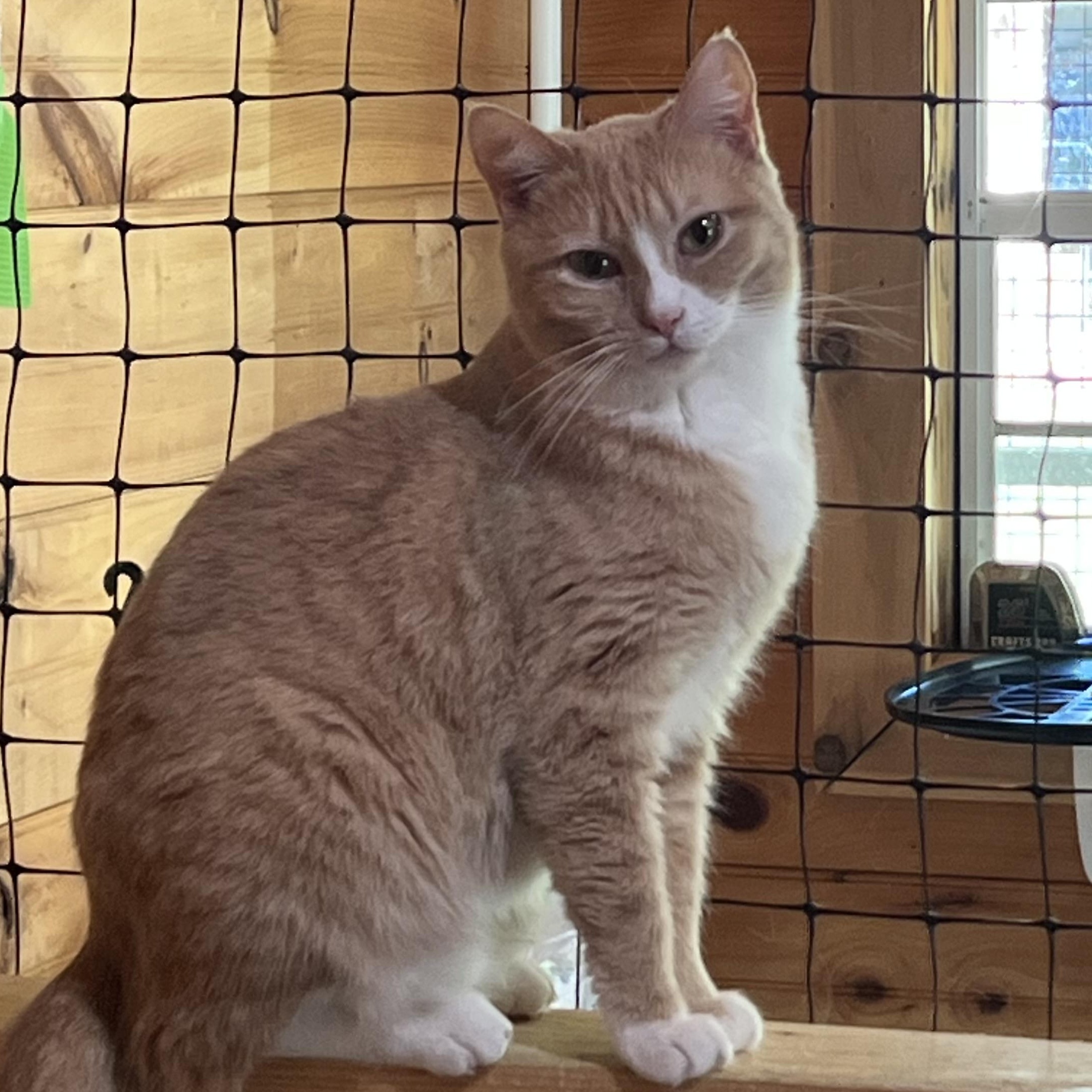 Enlarge Shiloh, a Adoptable Domestic Short Hair in Knoxville, GA image 1/4