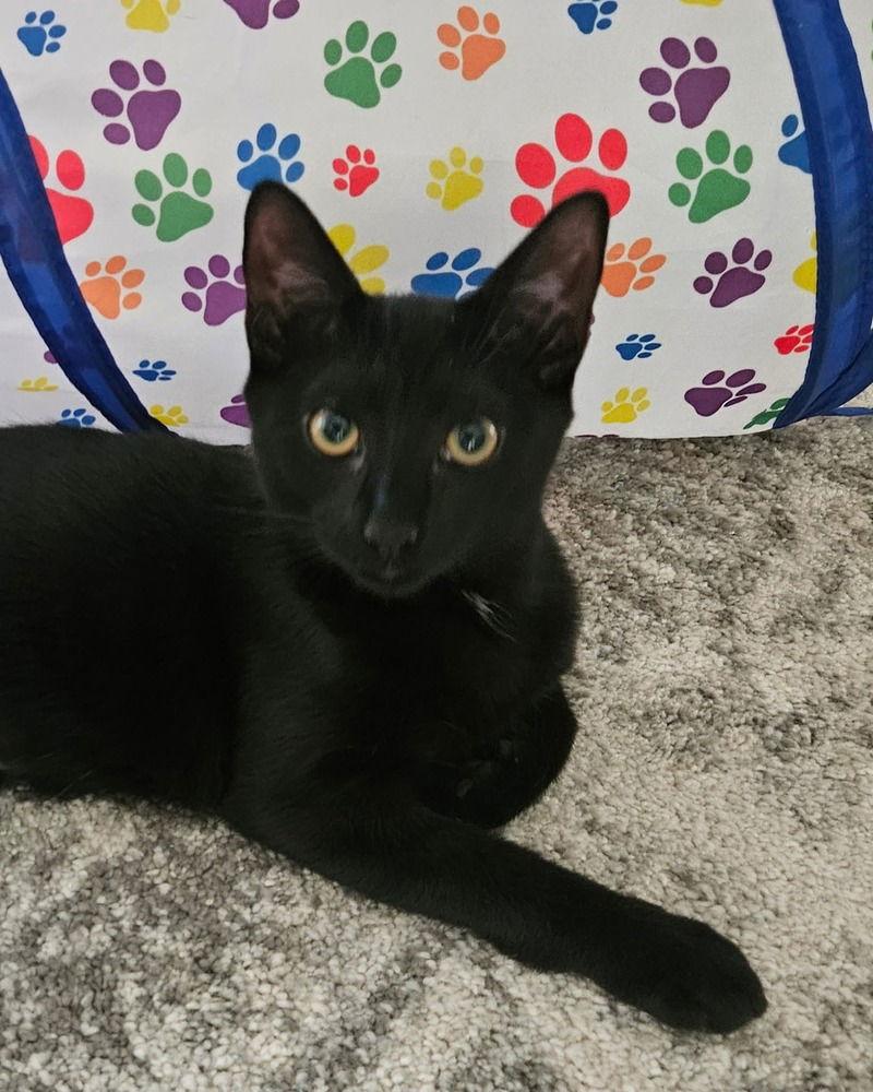 Tempe, Adoptable, Kitten Female Domestic Short Hair.