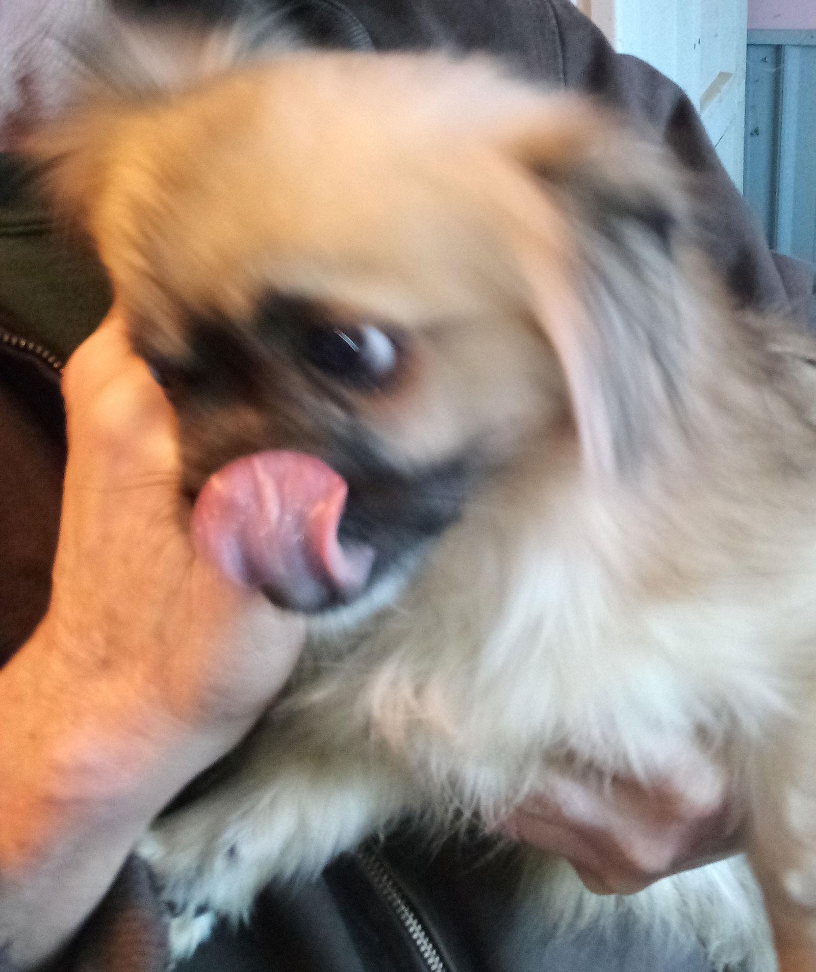 Mia, Adopted, Adult Female Pomeranian.