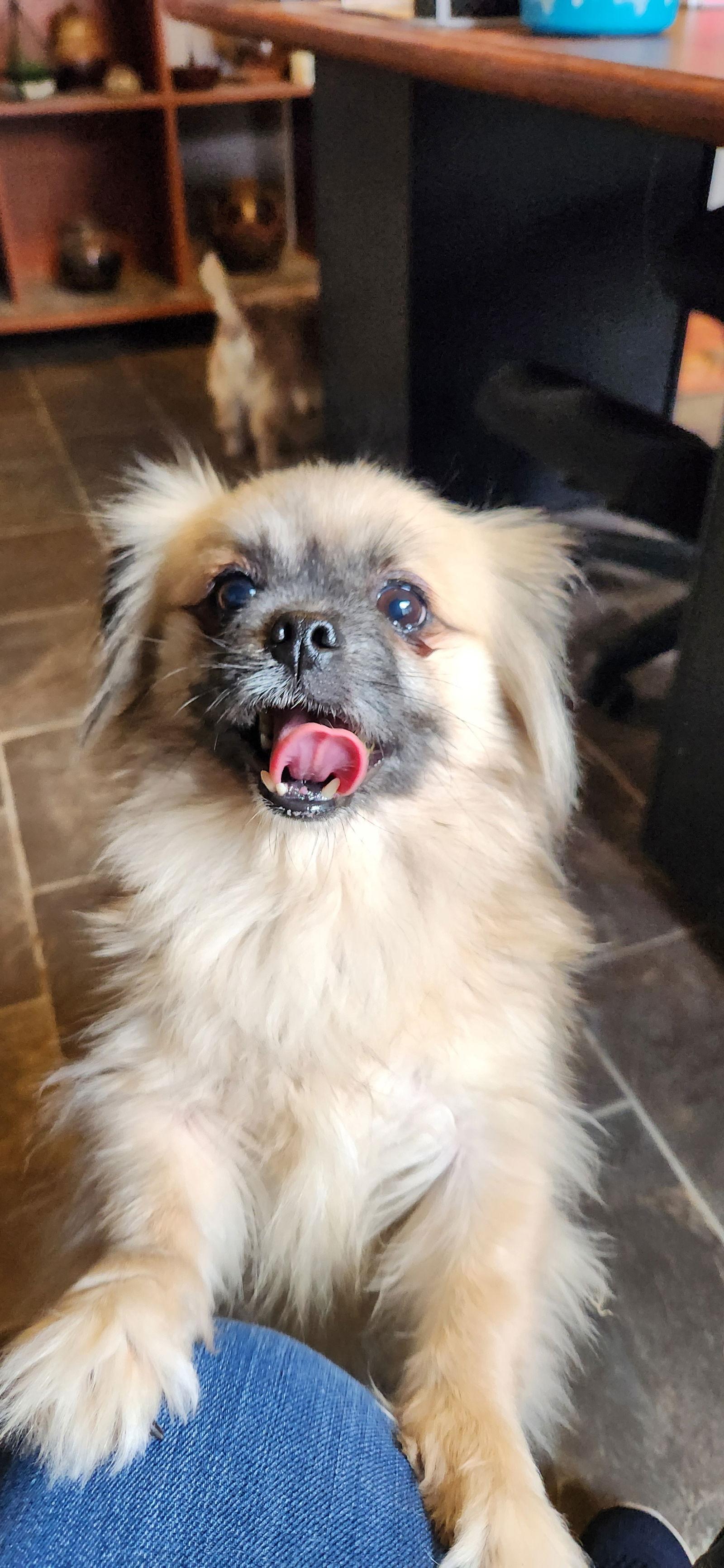 Mia, a Adopted Pomeranian in Oakdale, TN image 3/3