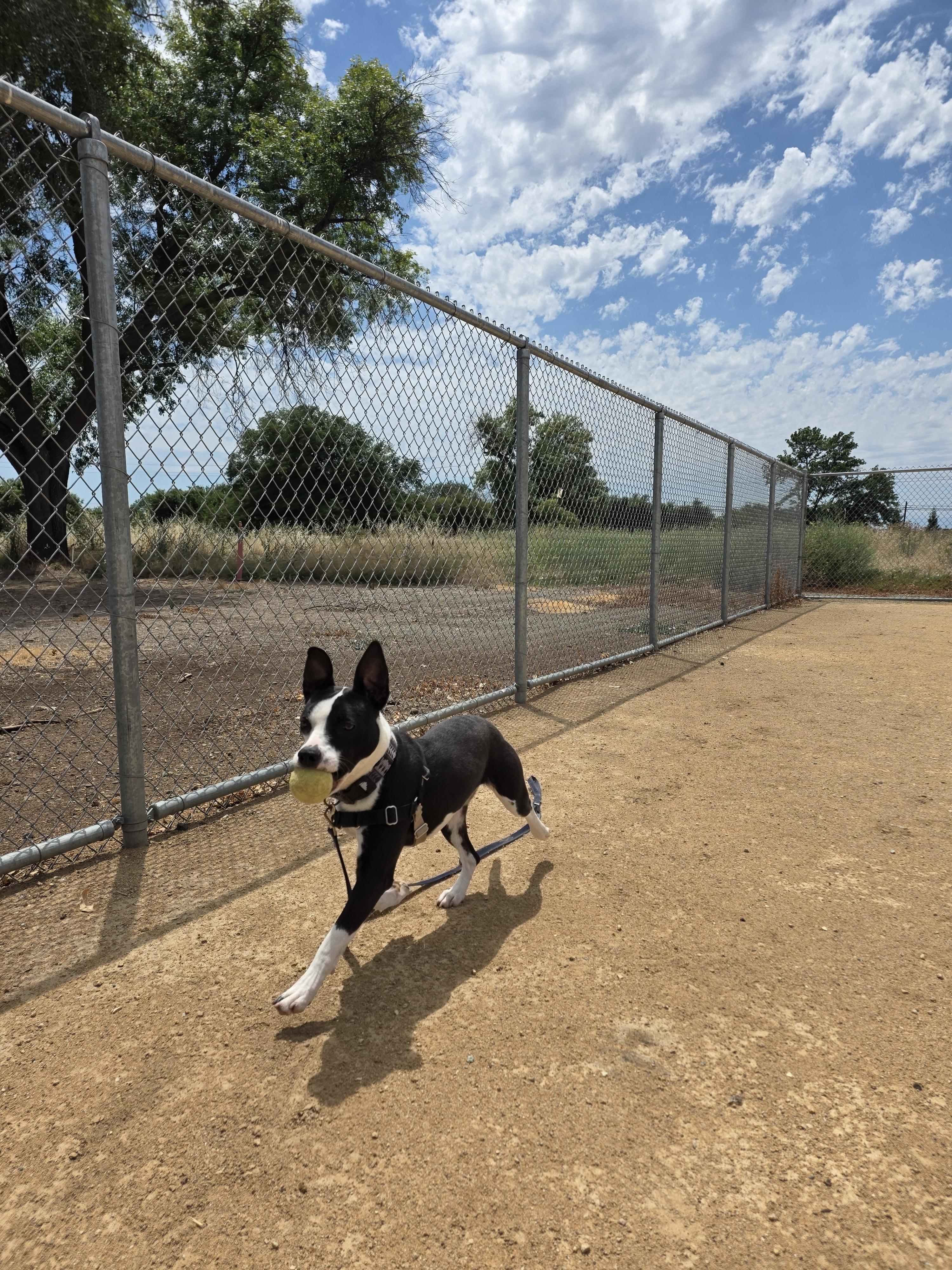 Enlarge Blossom, a Adoptable mixed breed in Chico, CA image 1/5