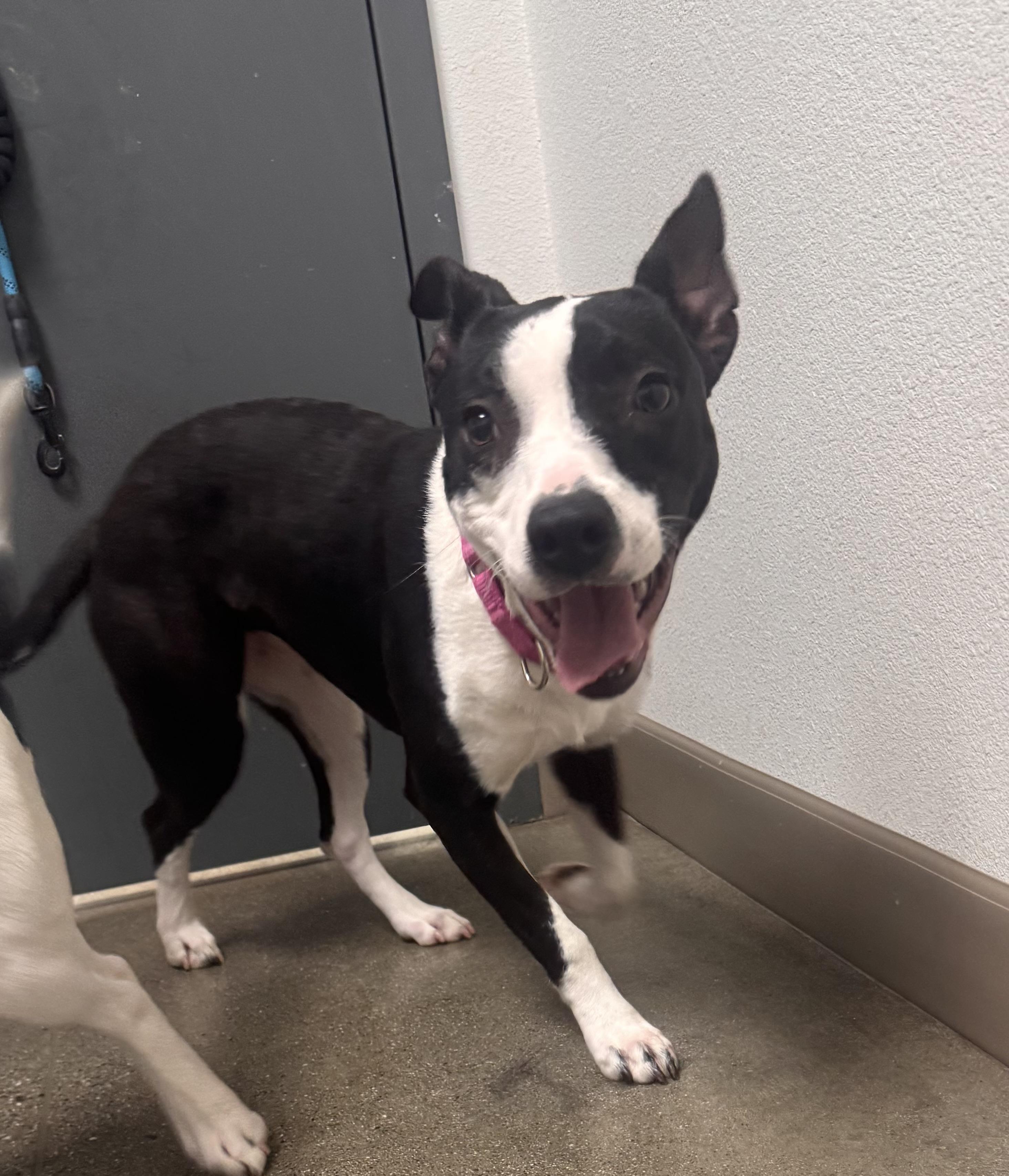Blossom, Adoptable, Young Female Pit Bull Terrier & Australian Cattle Dog / Blue Heeler.