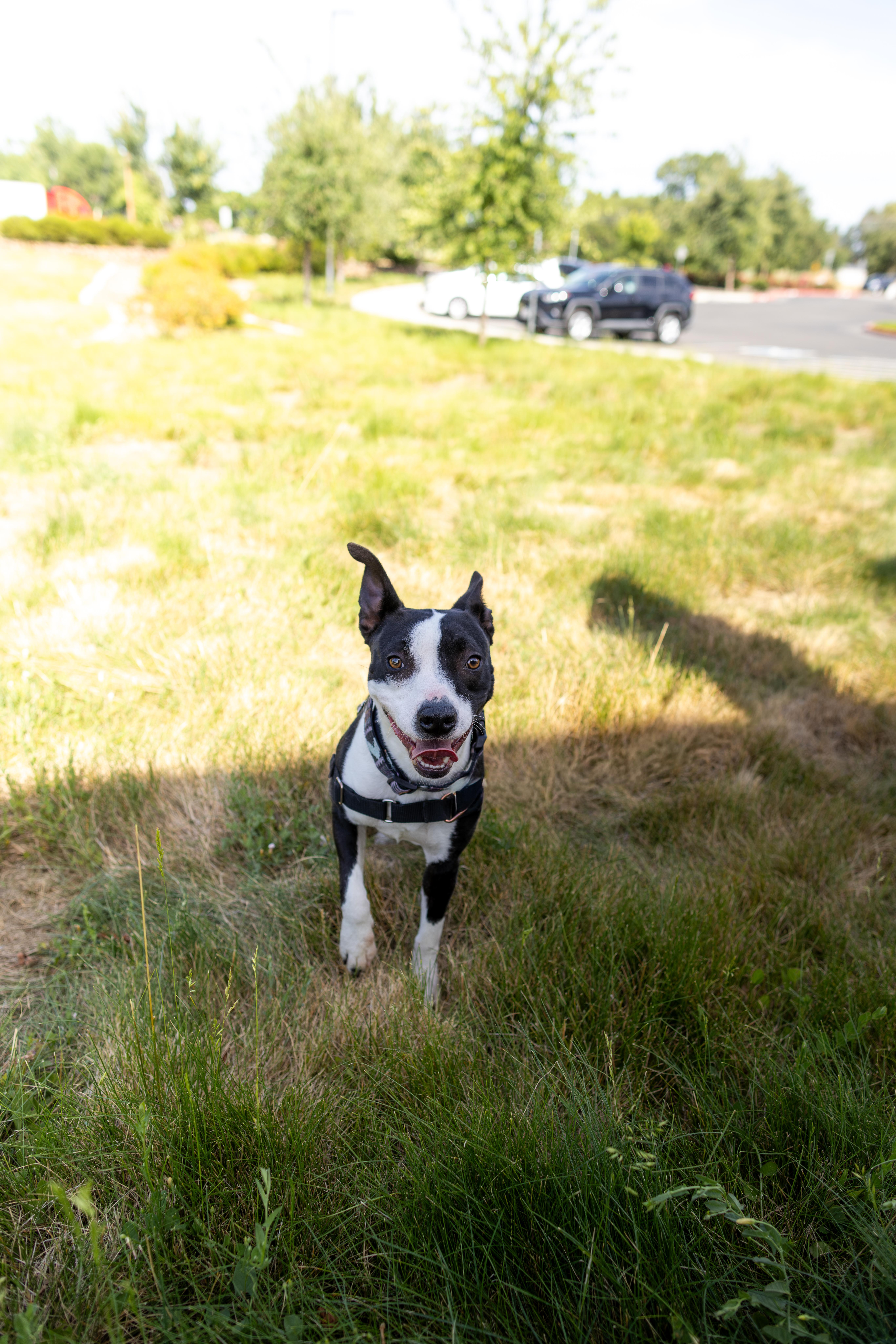 Blossom, a Adoptable mixed breed in Chico, CA image 2/3