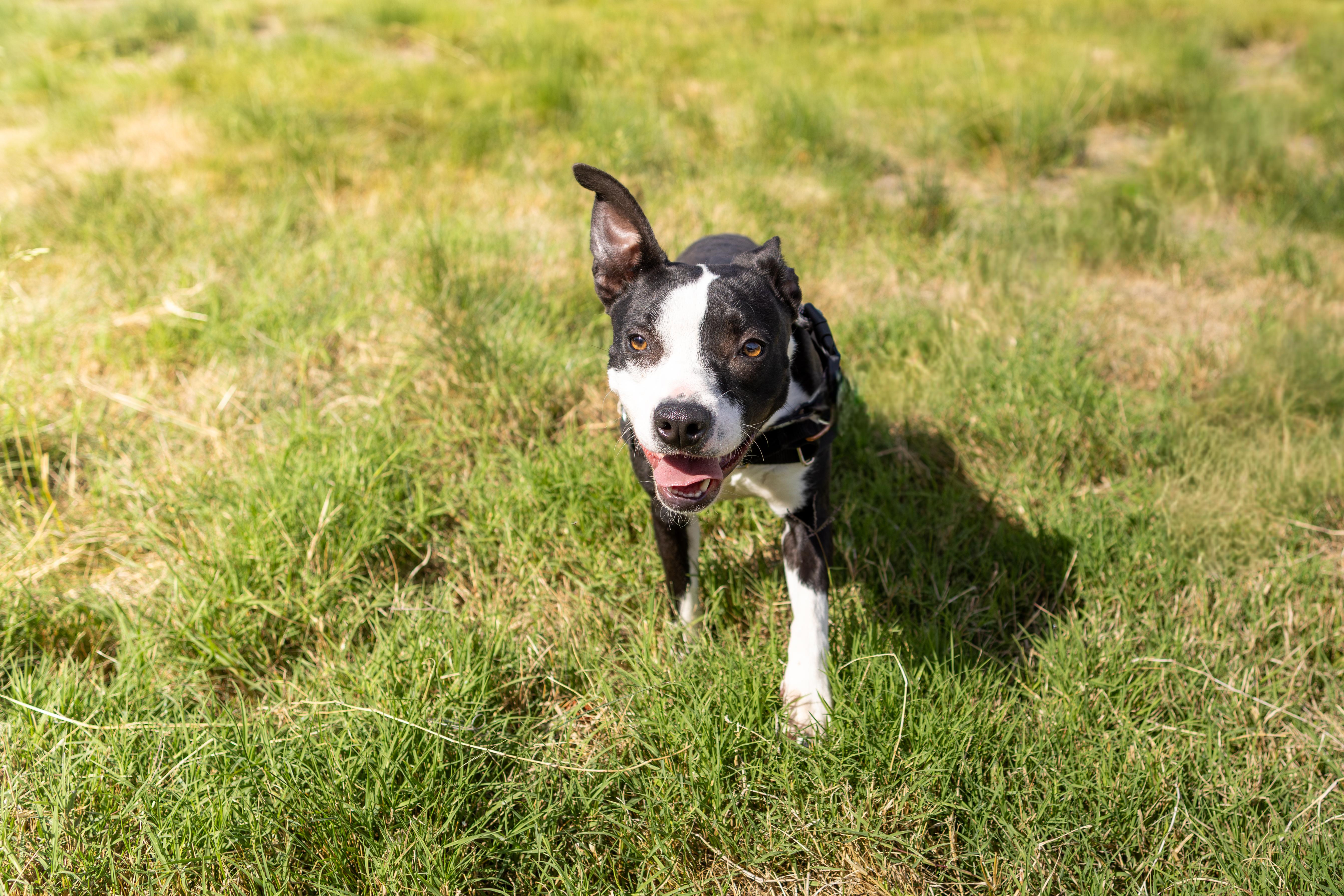 Blossom, a Adoptable mixed breed in Chico, CA image 3/3