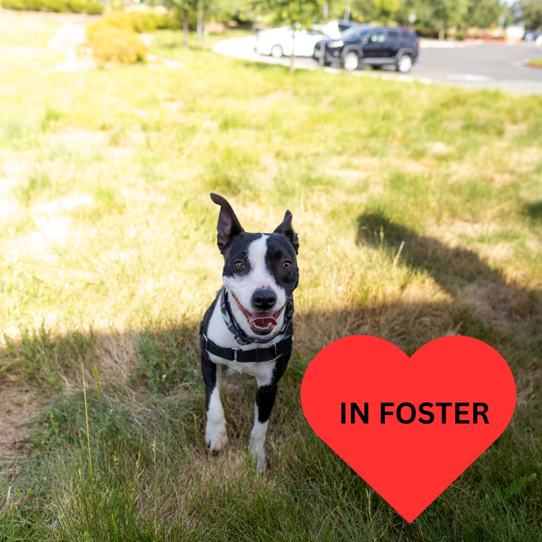 Enlarge Blossom, a Adoptable mixed breed in Chico, CA image 5/5
